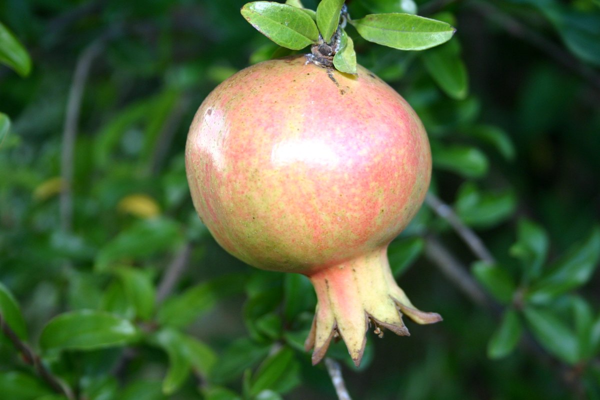 Granatapfelbaum anbauen: Pflege, Standort, Kübelhaltung & winterharte Sorten