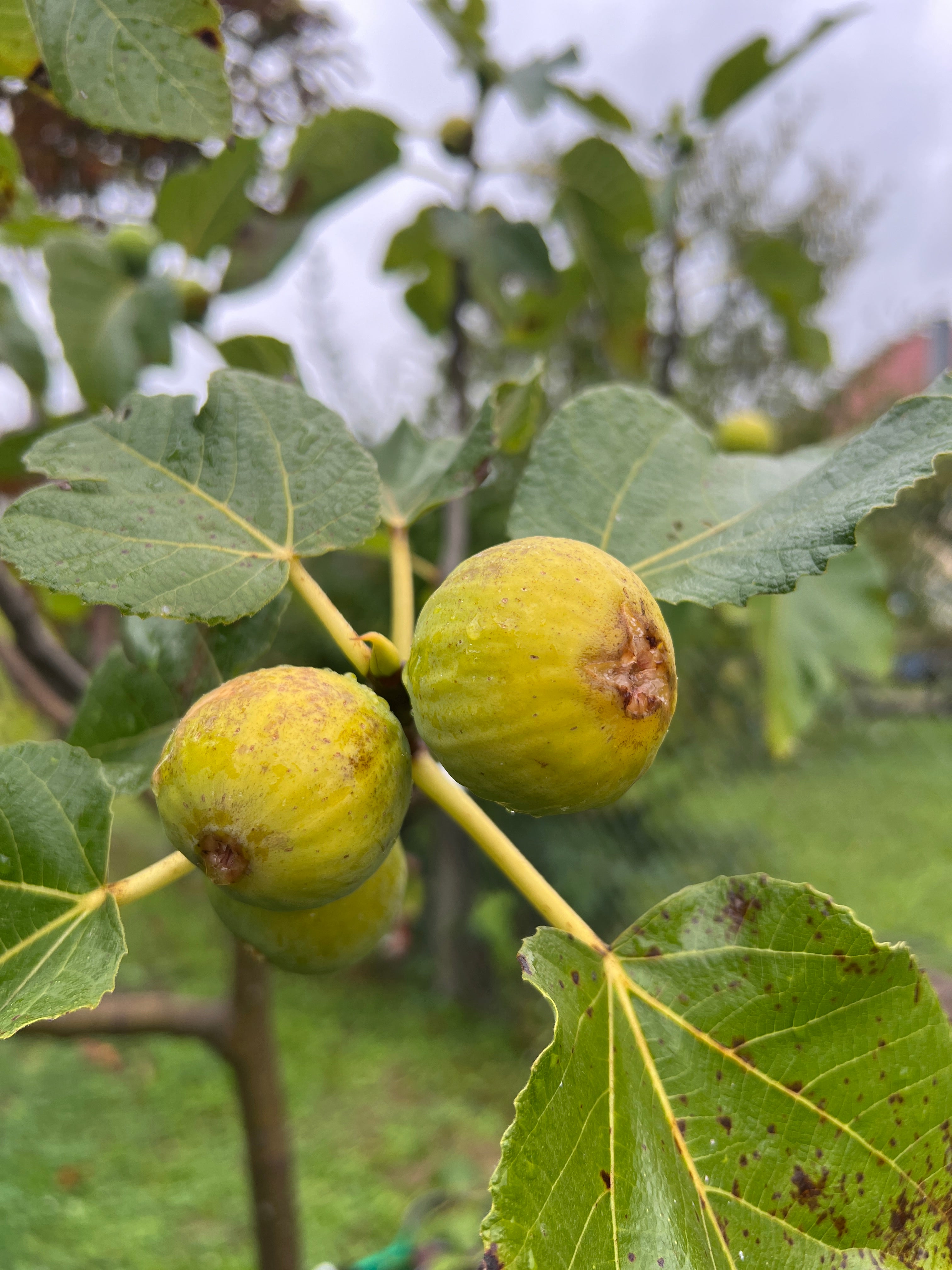 Feigenbaum - Figue de Marseille