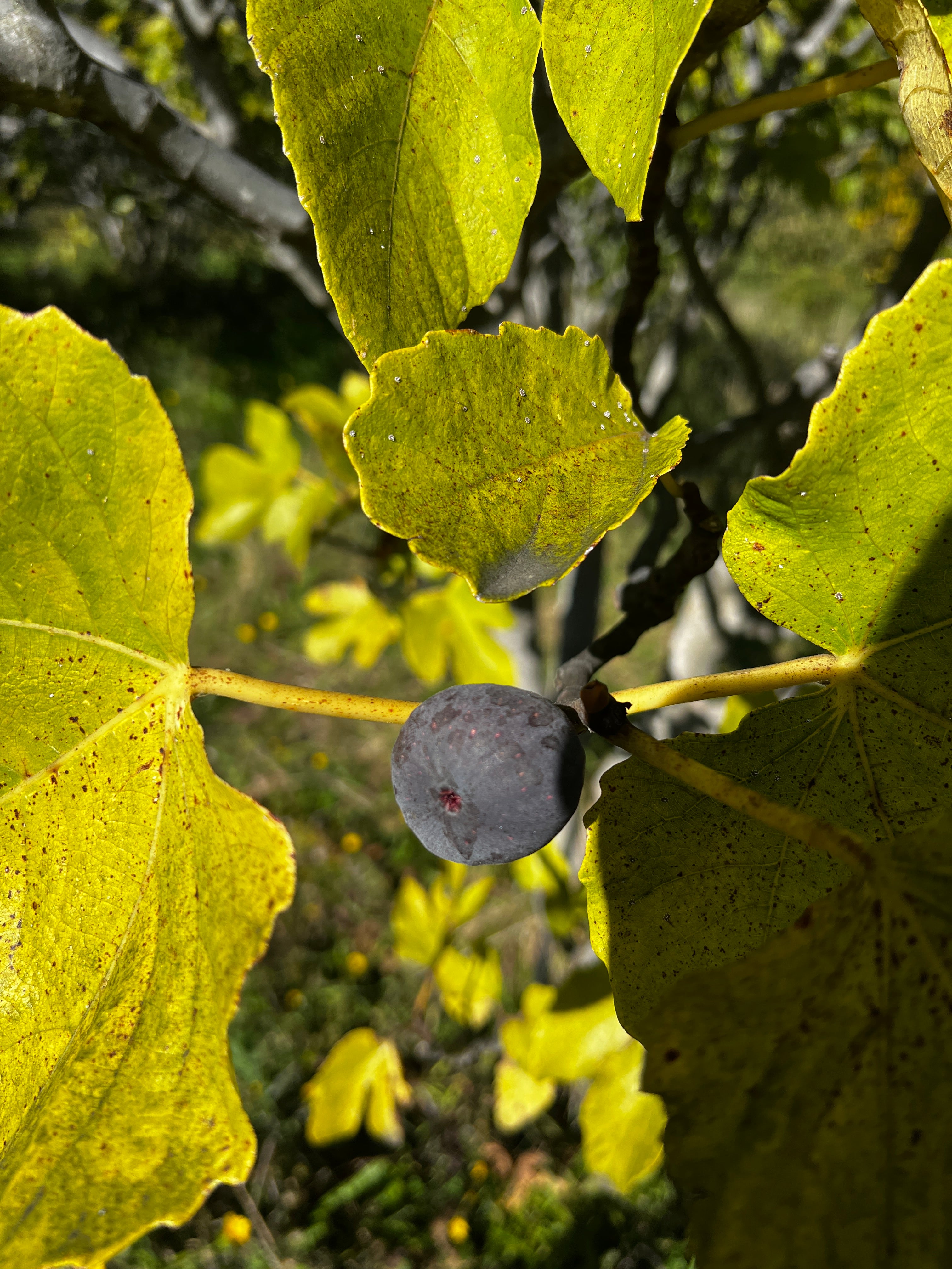 Feigenbaum - Grosse Grise