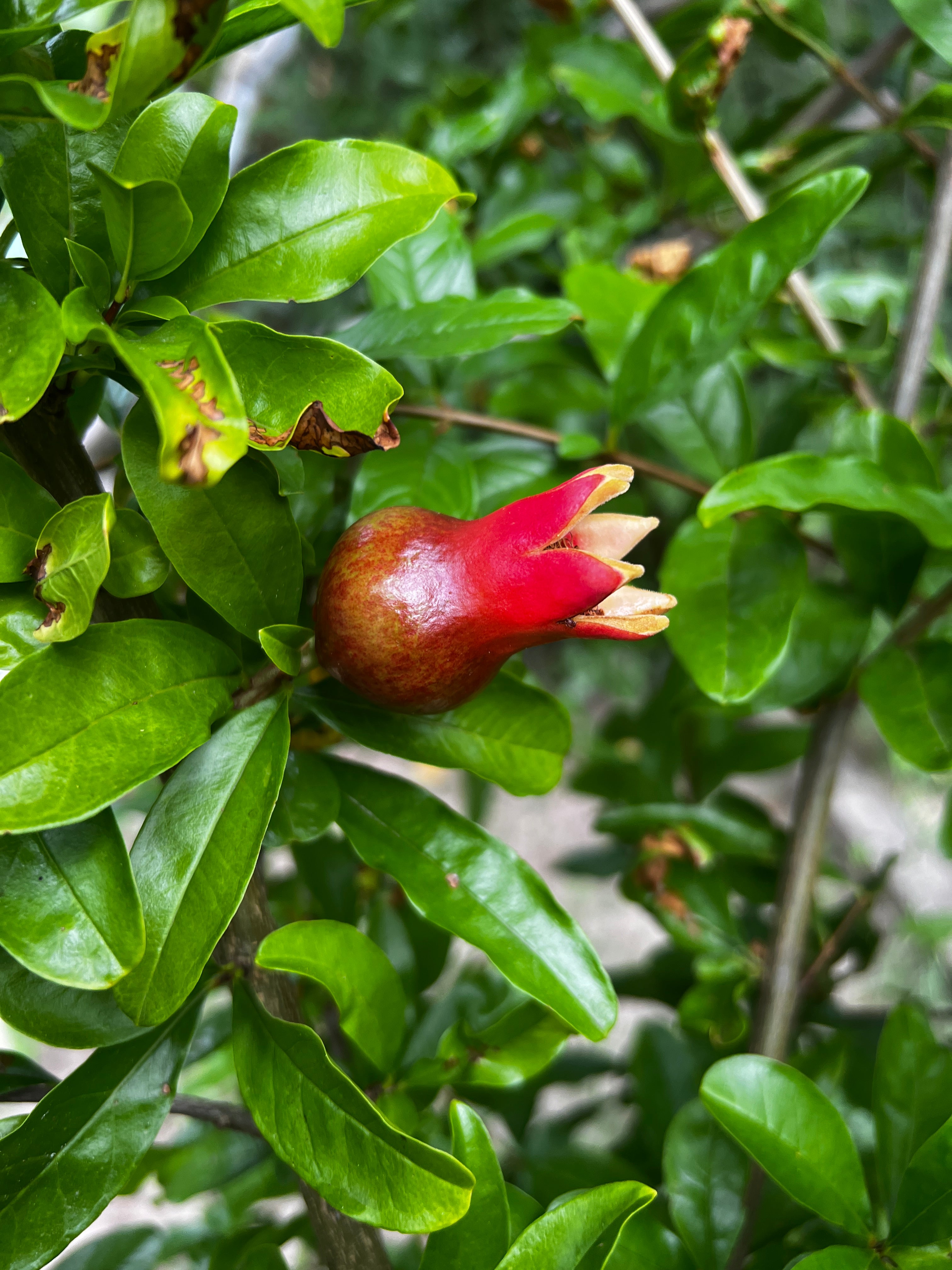 Granatapfel - Kabylie