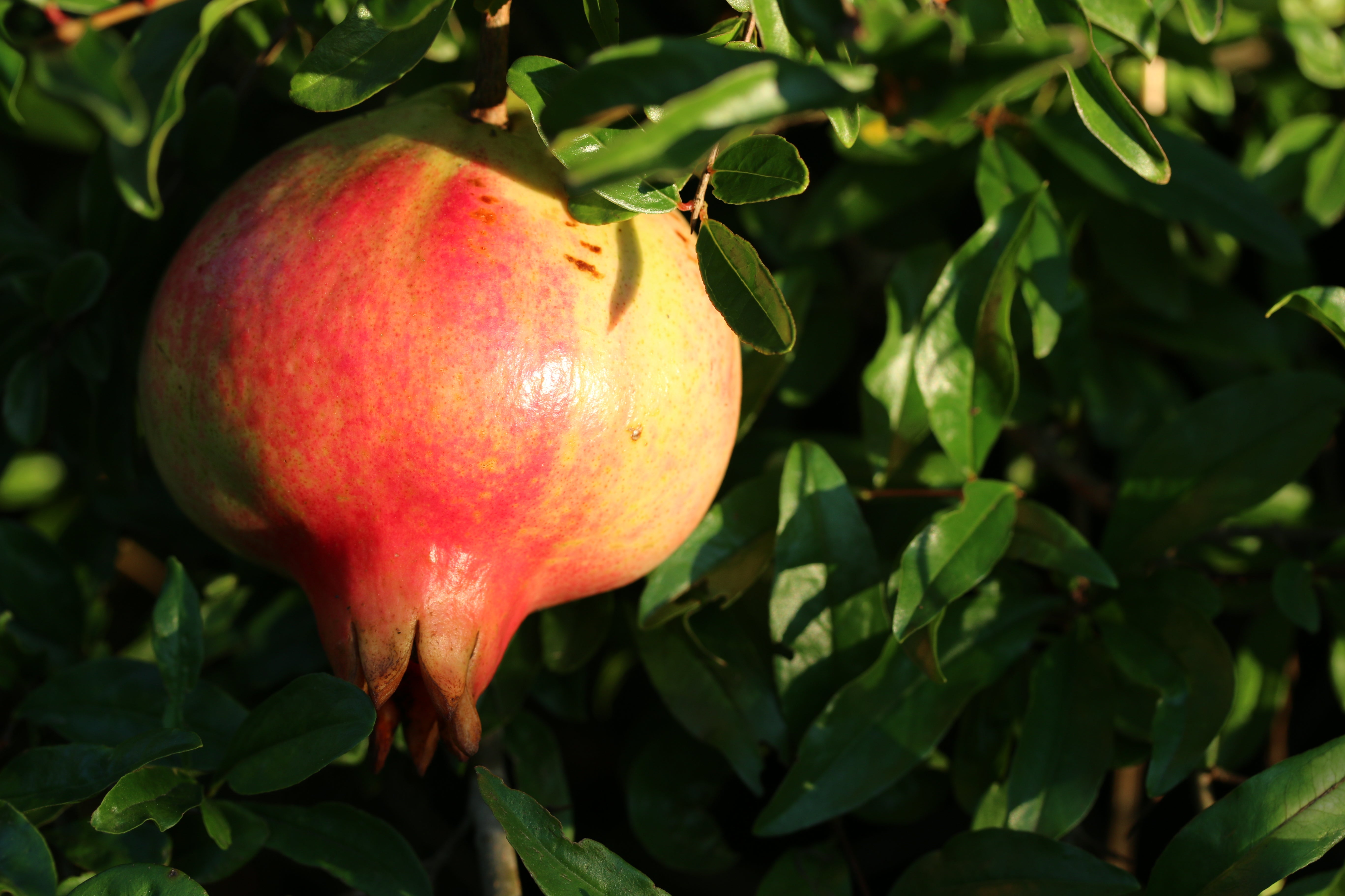 Granatapfel - Agat
