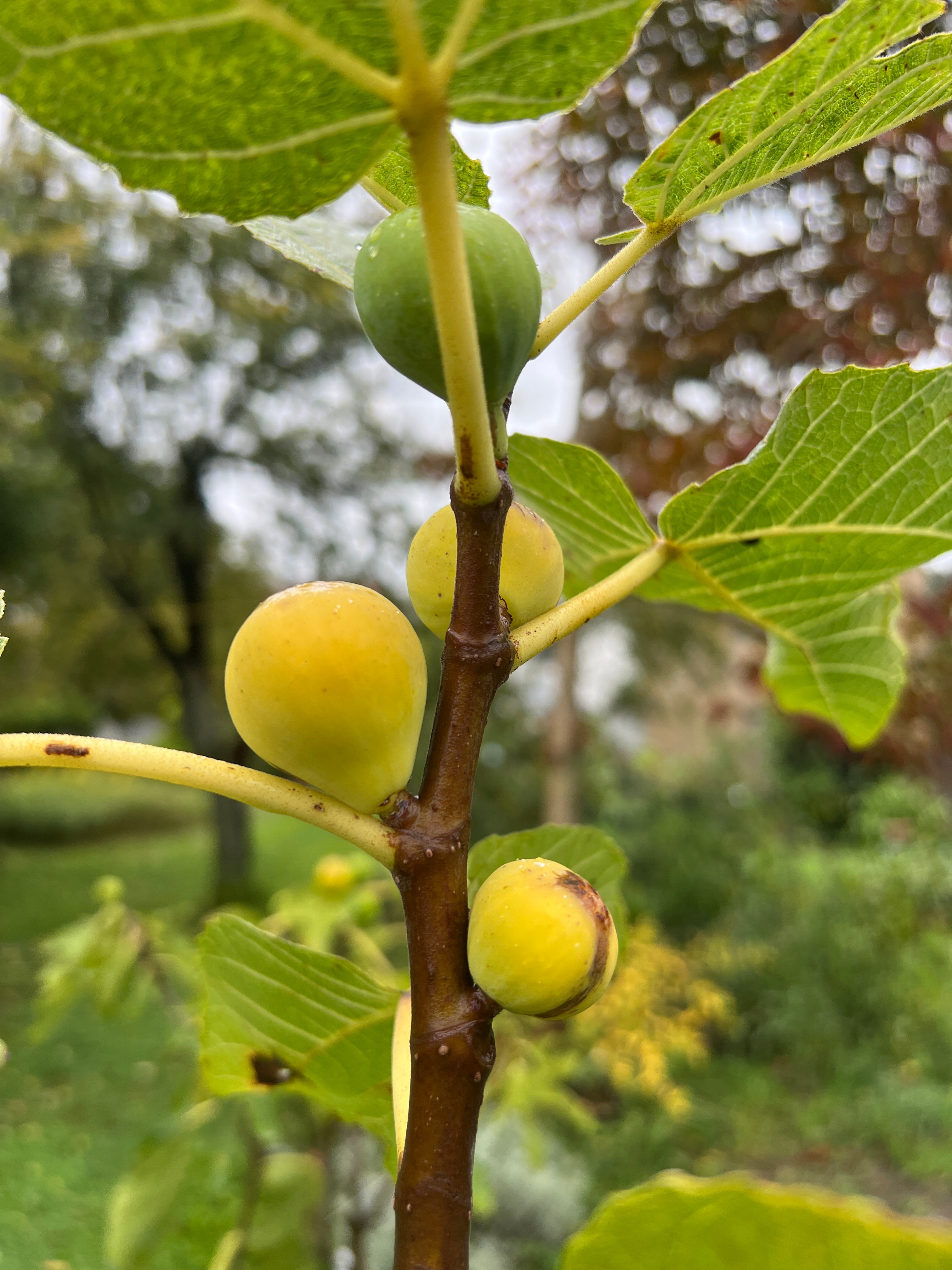 Feigenbaum - Figue de Marseille