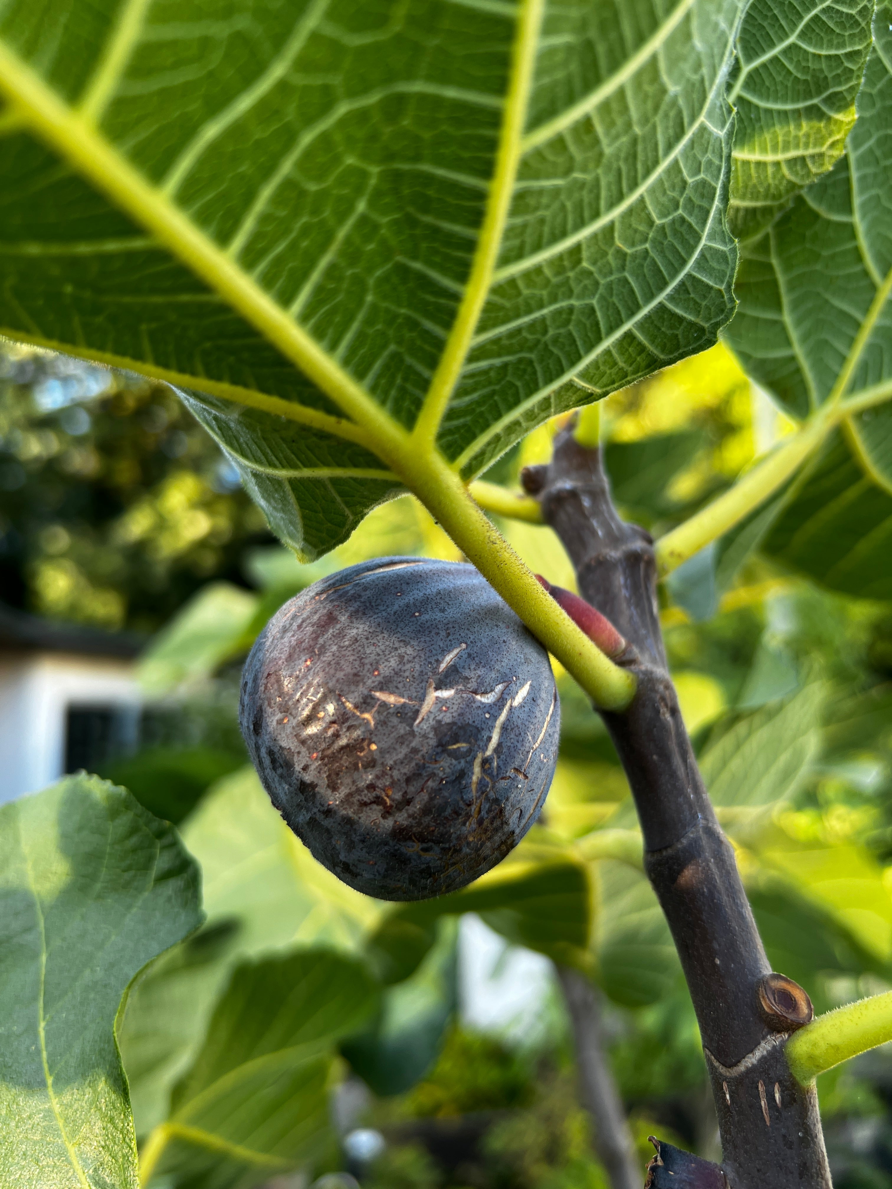 Feigenbaum - Pastiliere