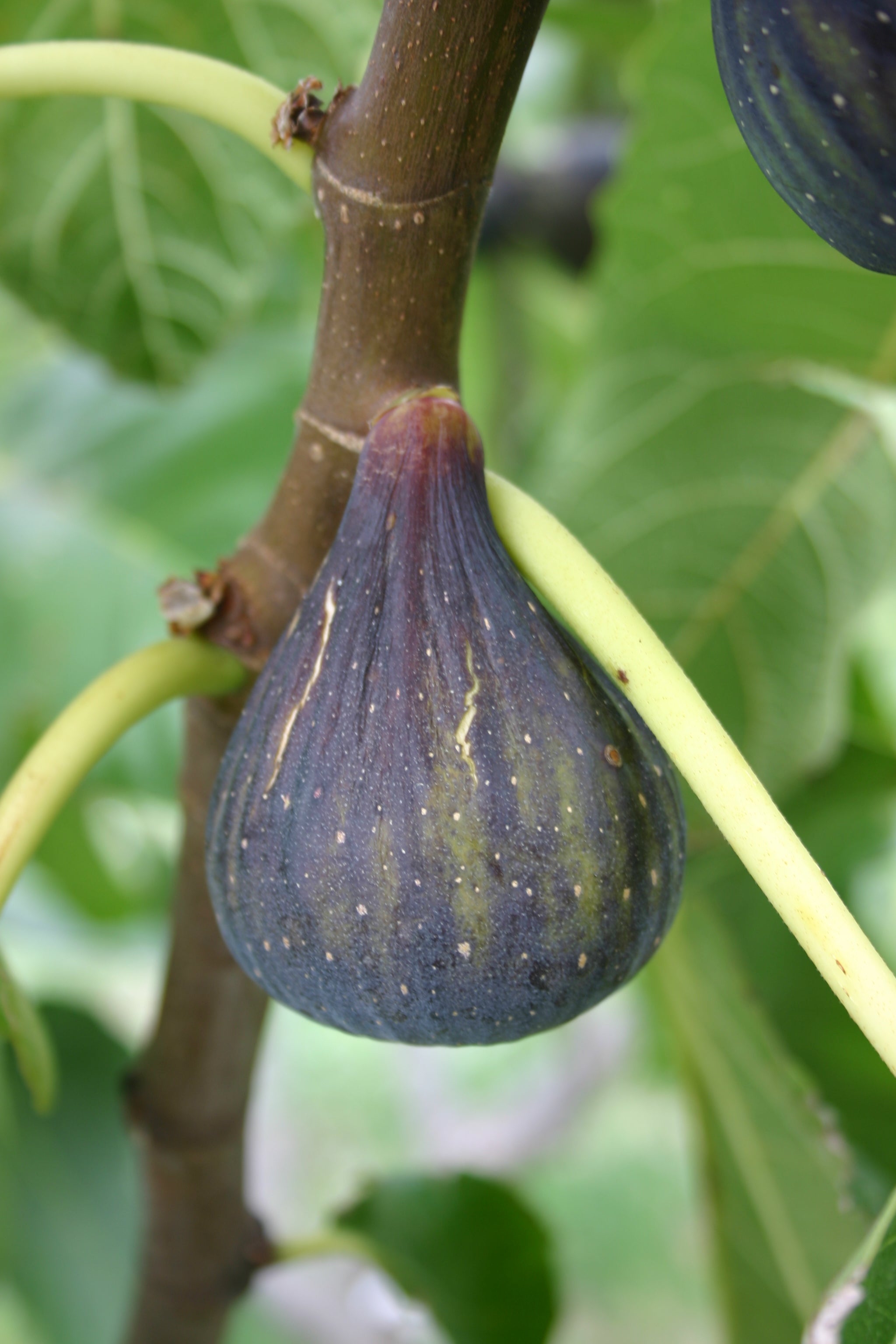 Reife dunkelviolette Feige der Sorte Bellone am Feigenbaum