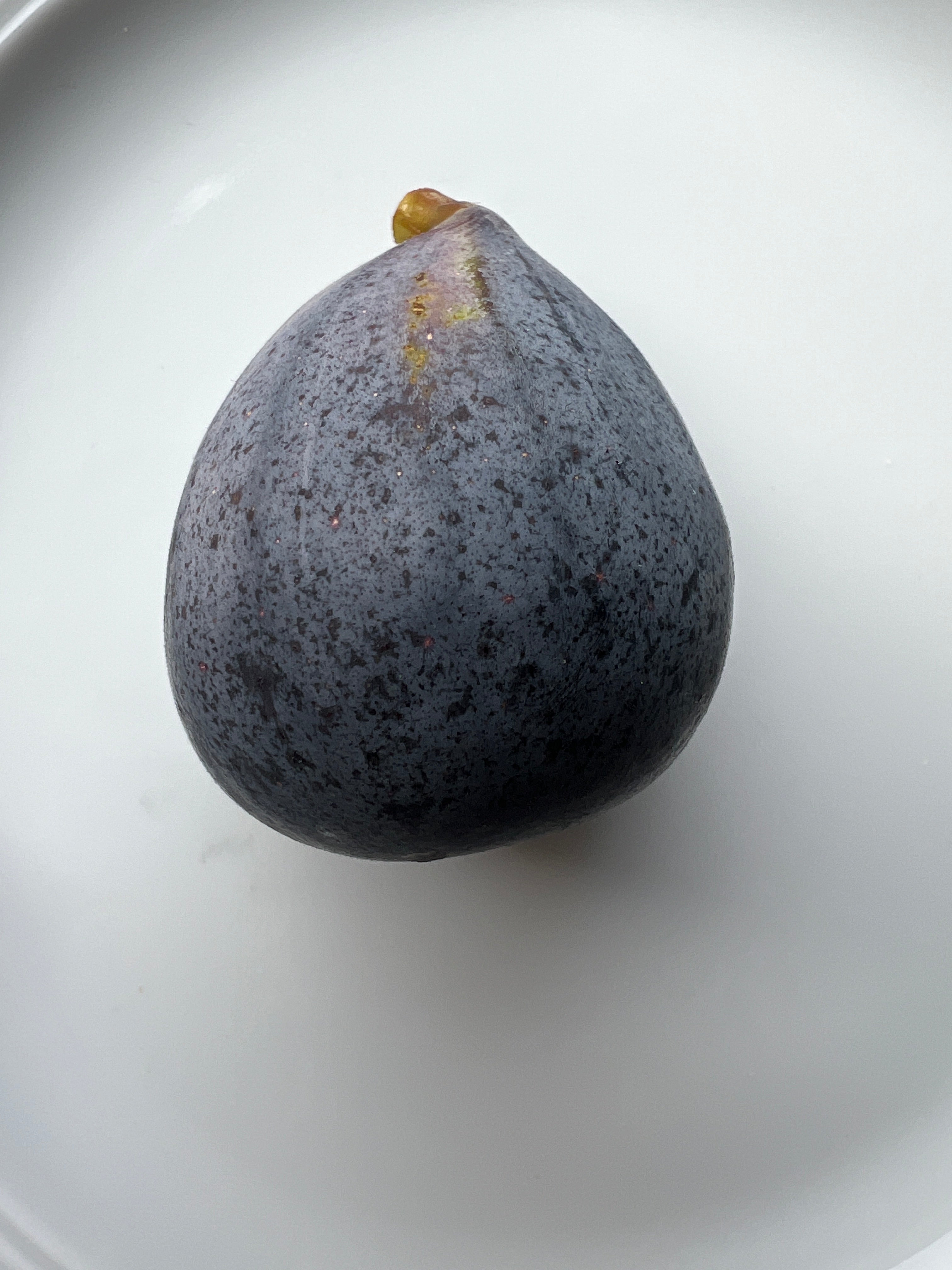 Feigenbaum - Sultane