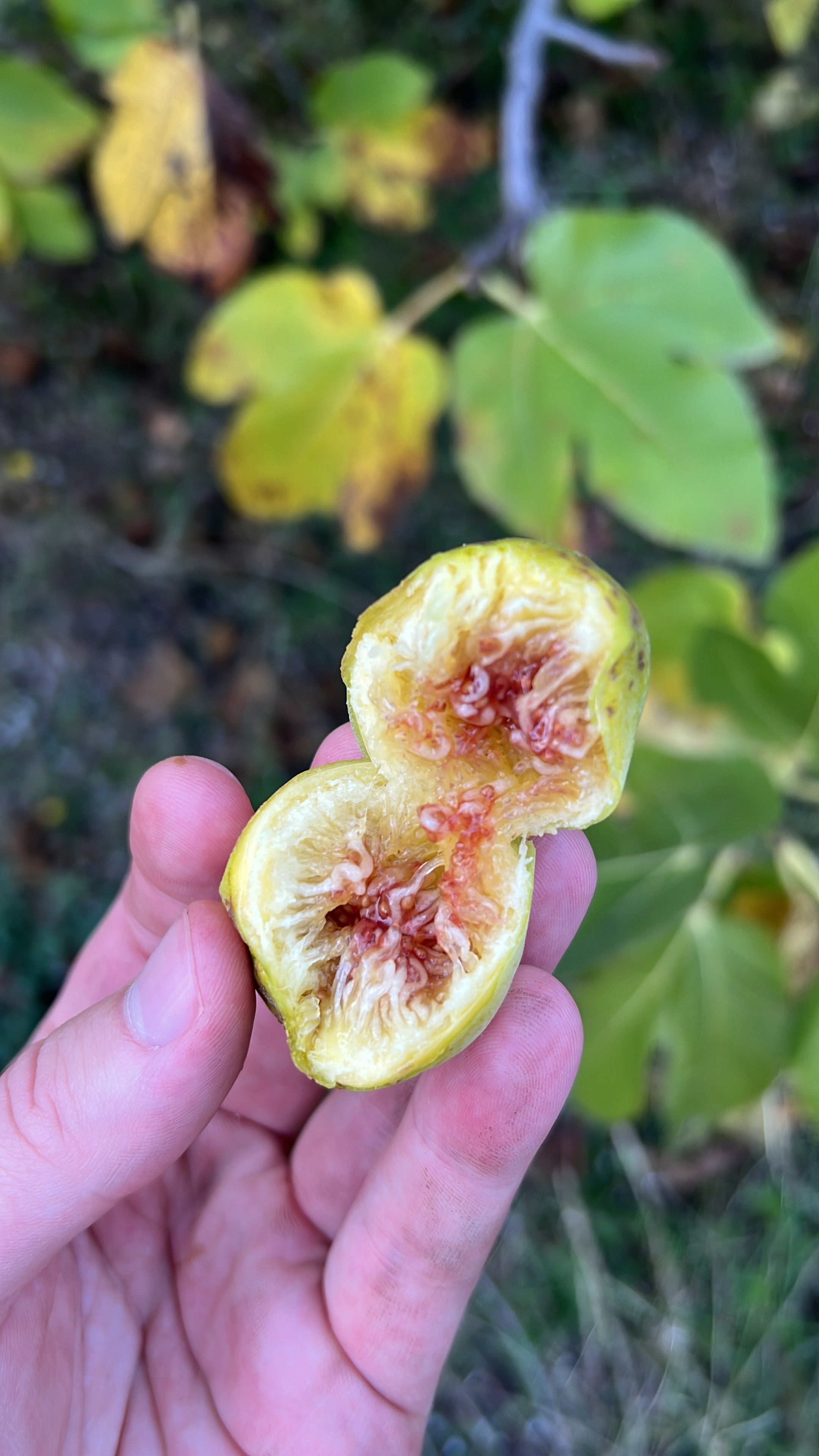 Feigenbaum - Sucre Vert/Mussega