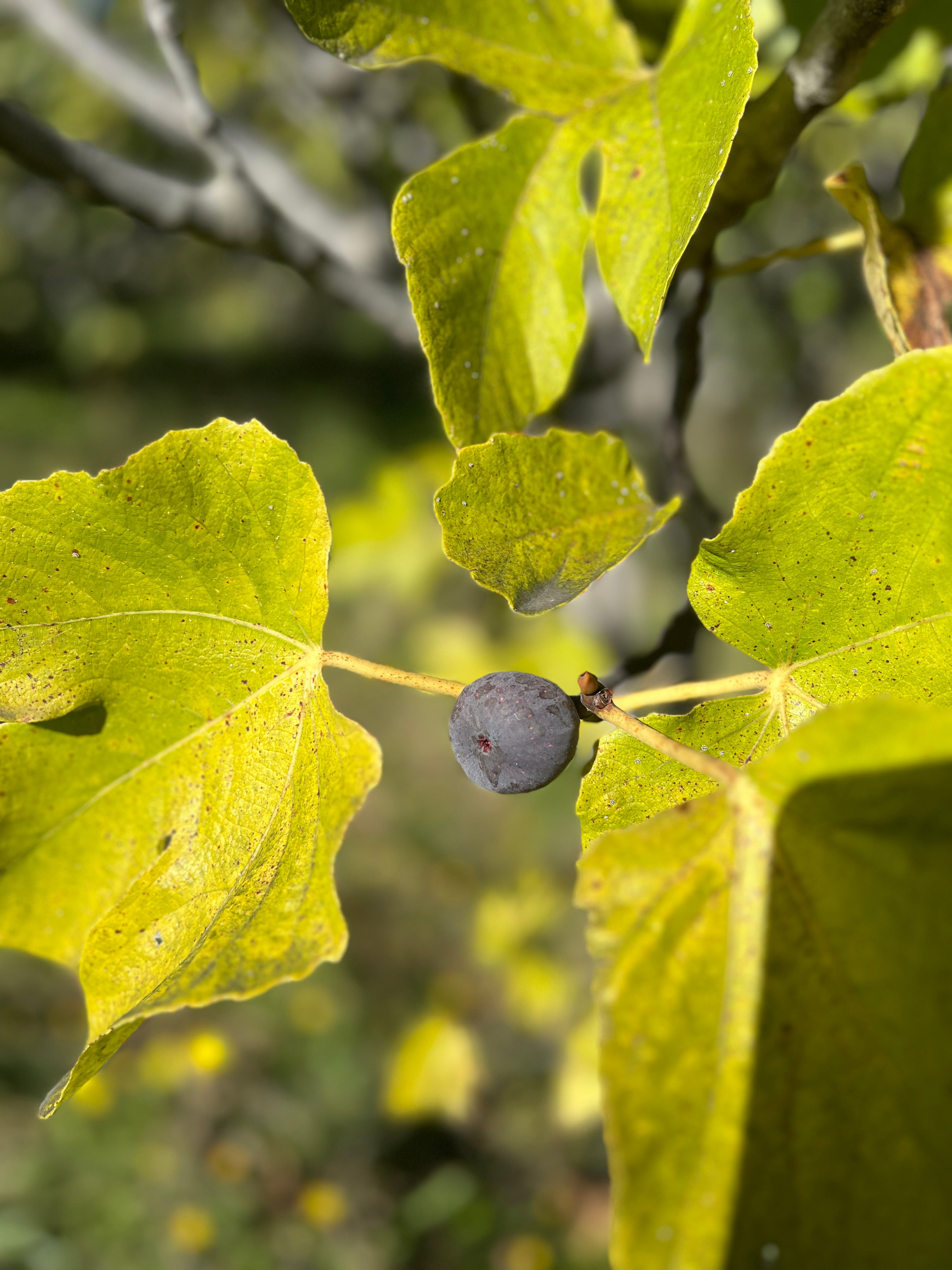 Feigenbaum - Grosse Grise