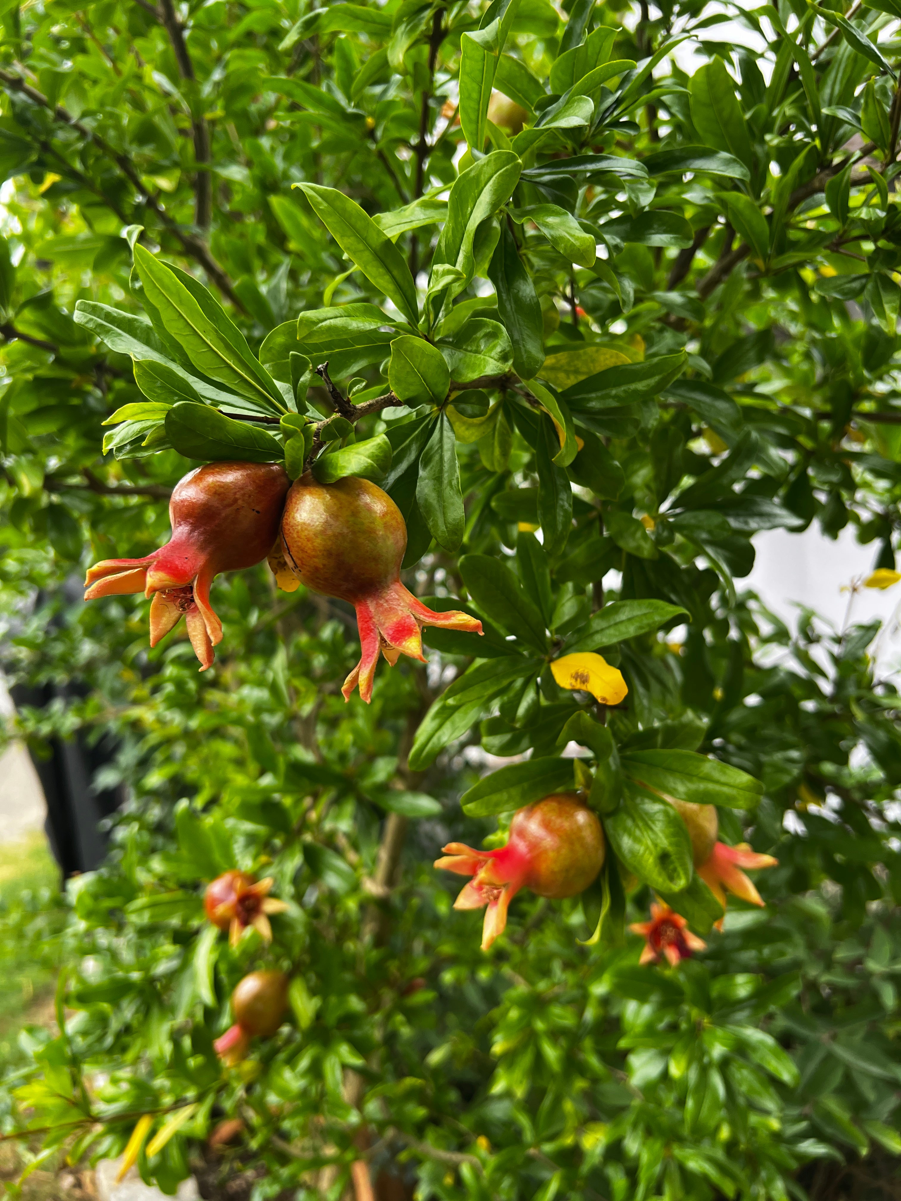 Granatapfelbaum - Salavatski