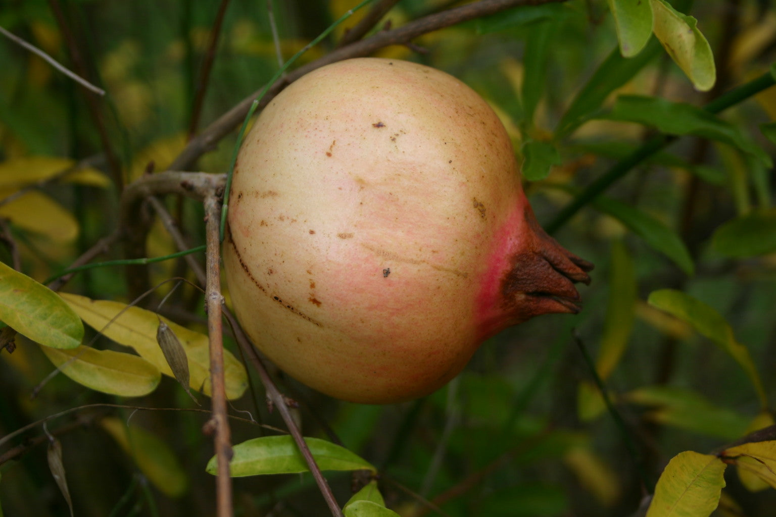 Granatapfel der Sorte Fleshman mit heller Schale und rötlicher Färbung am Baum