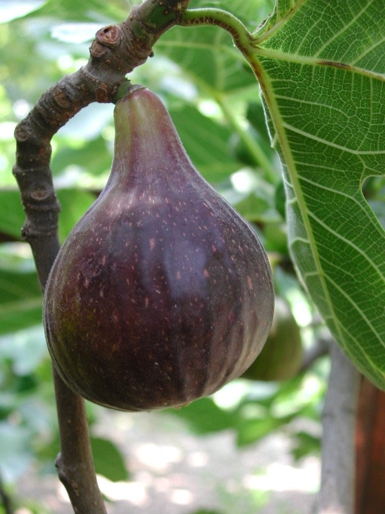 Feigenbaum - Grosse Grise