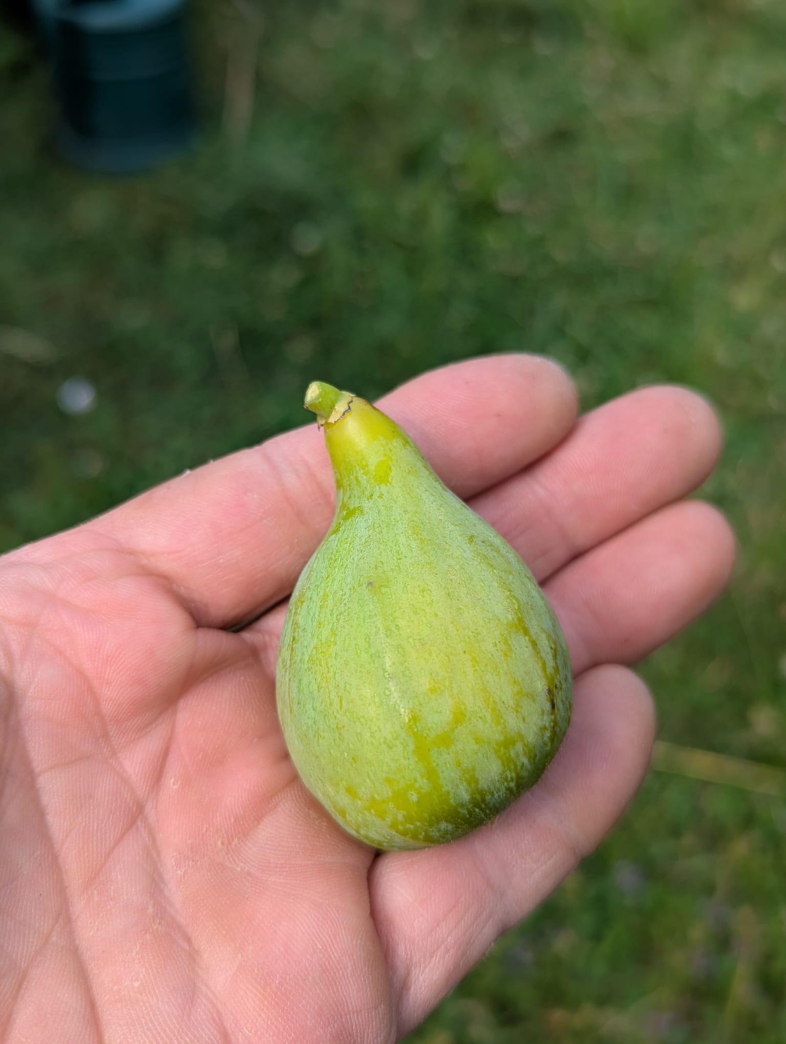 Feigenbaum - Desert King