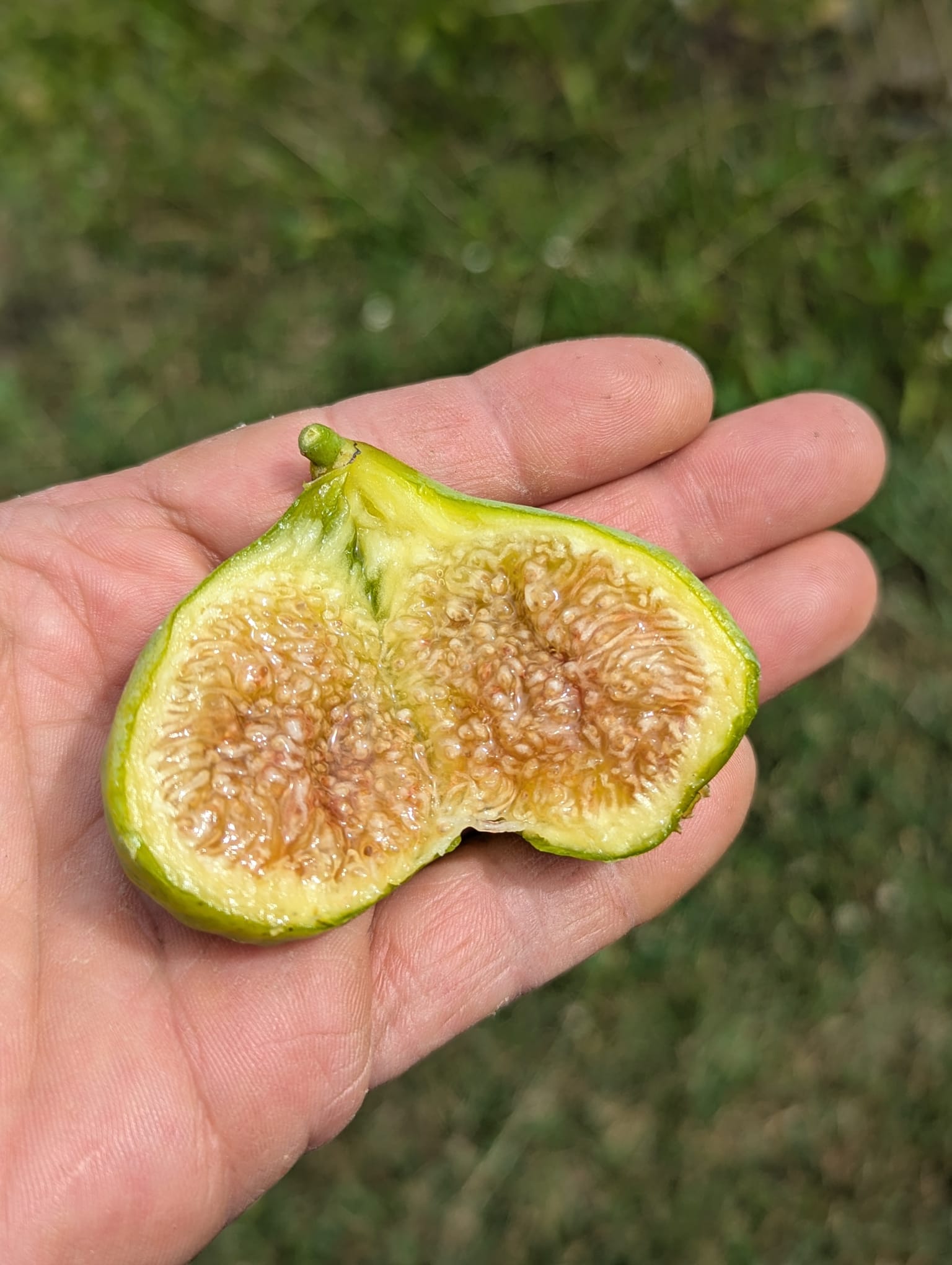 Feigenbaum - Blanche