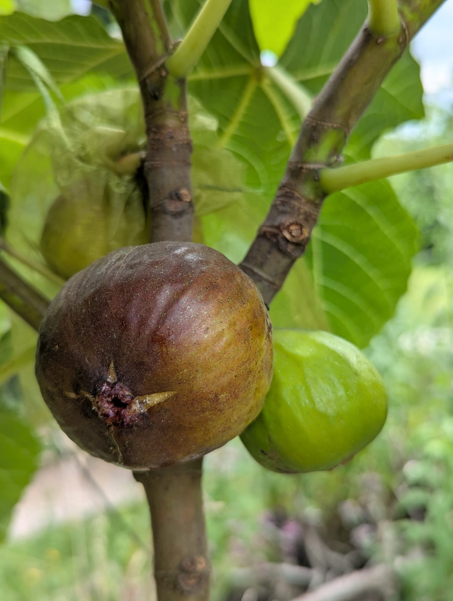 Feigenbaum - Grise Olivette