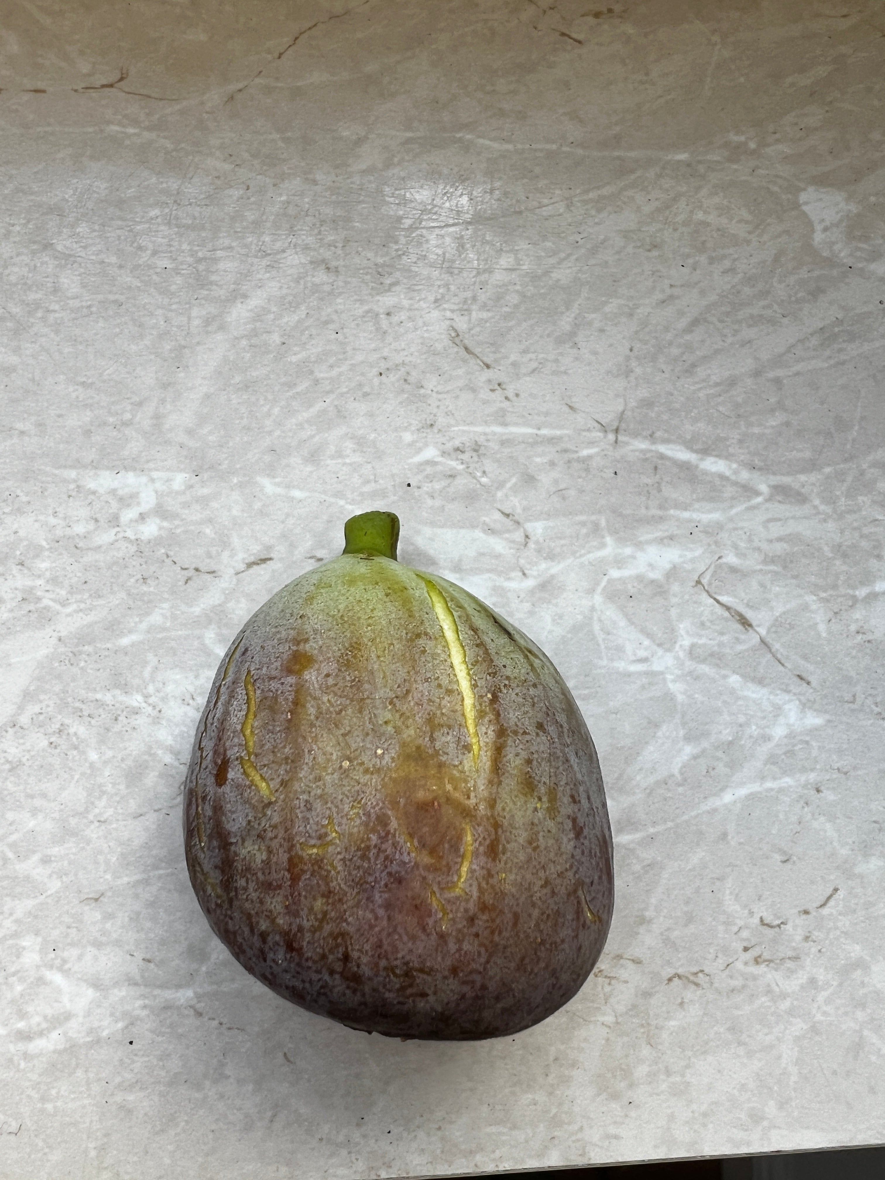 Feigenbaum - Grise de Saint-Jean