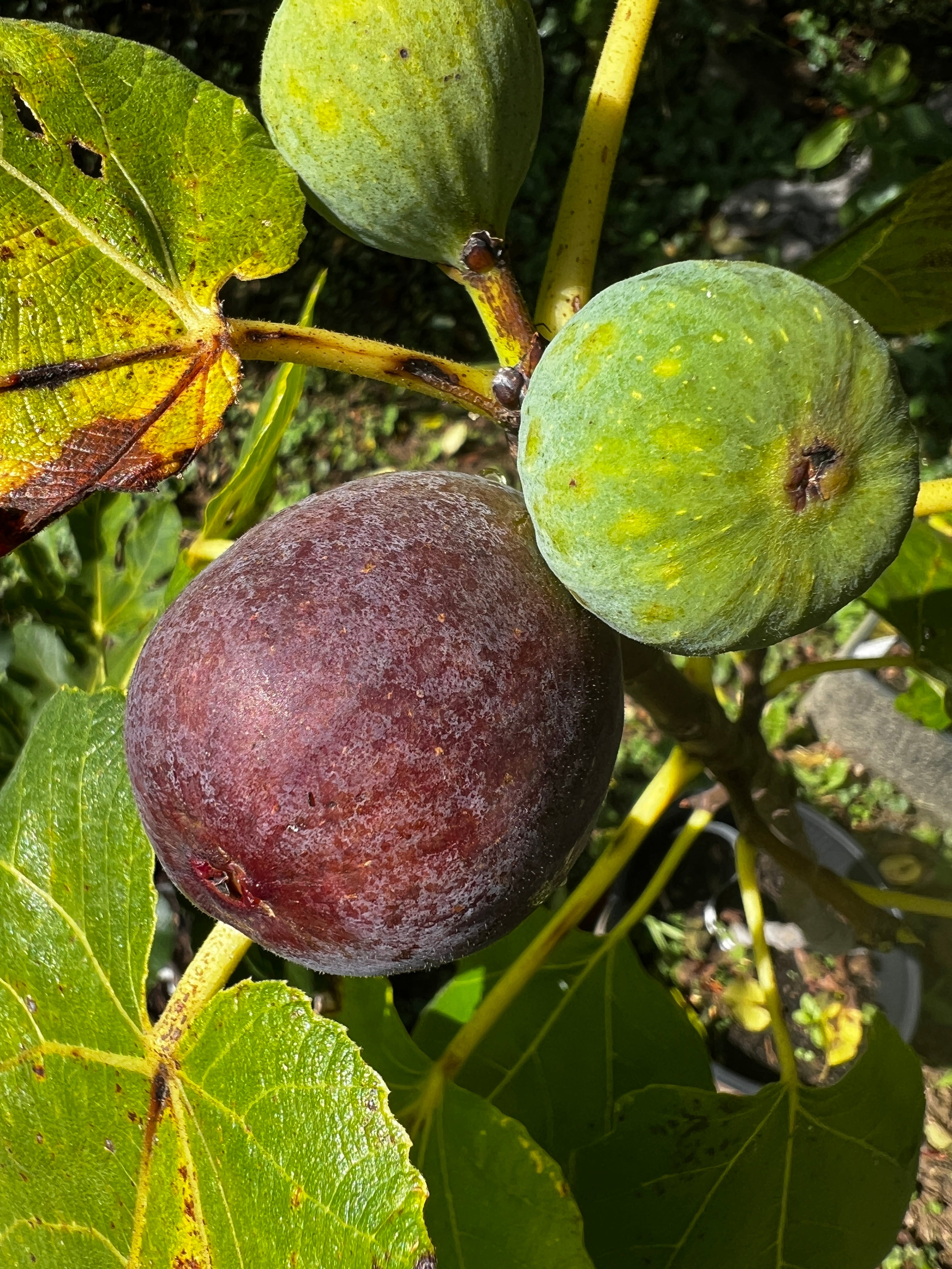 Feigenbaum - Grise de Saint-Jean
