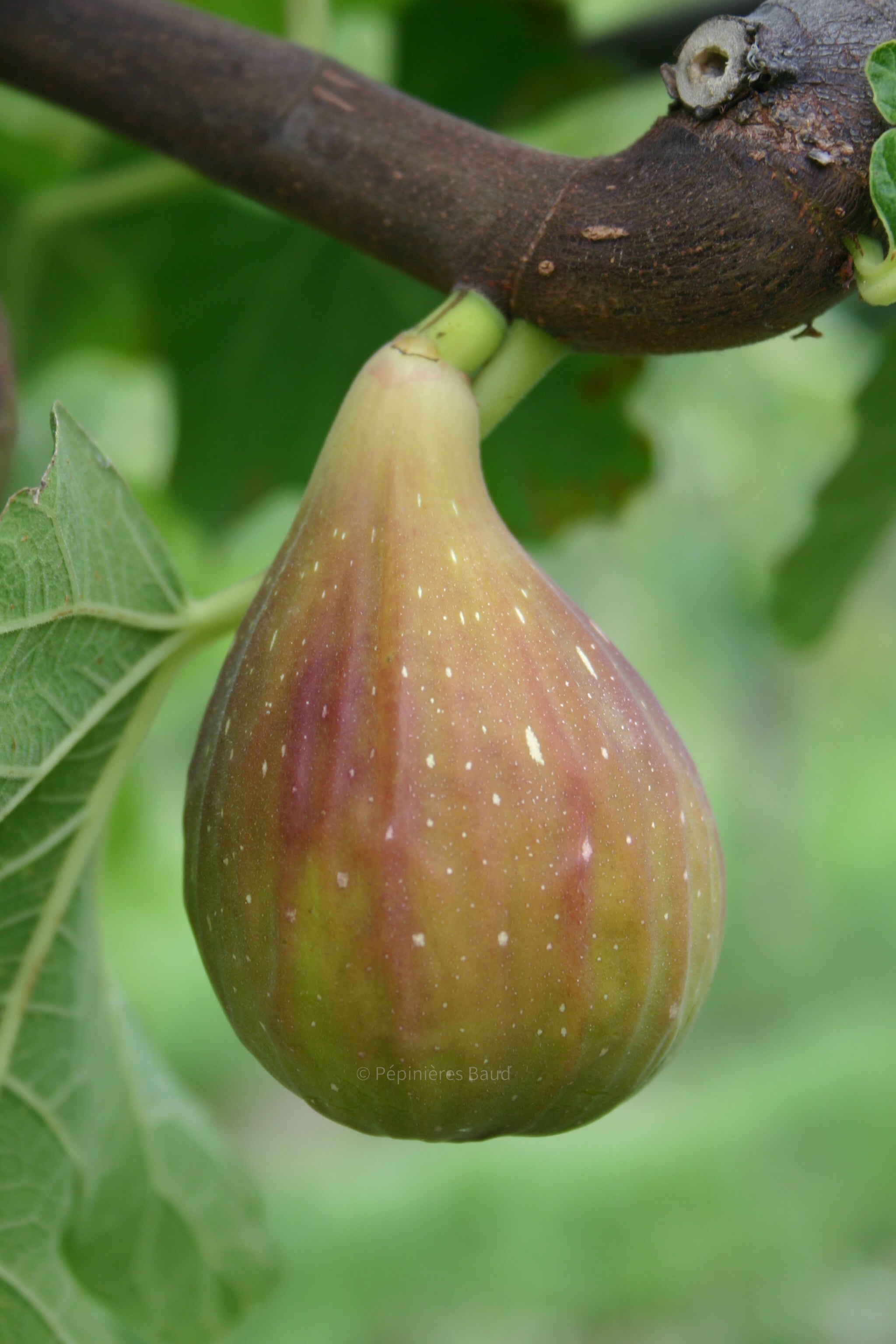 Feigenbaum - Longue d'Aout /Bananenfeige