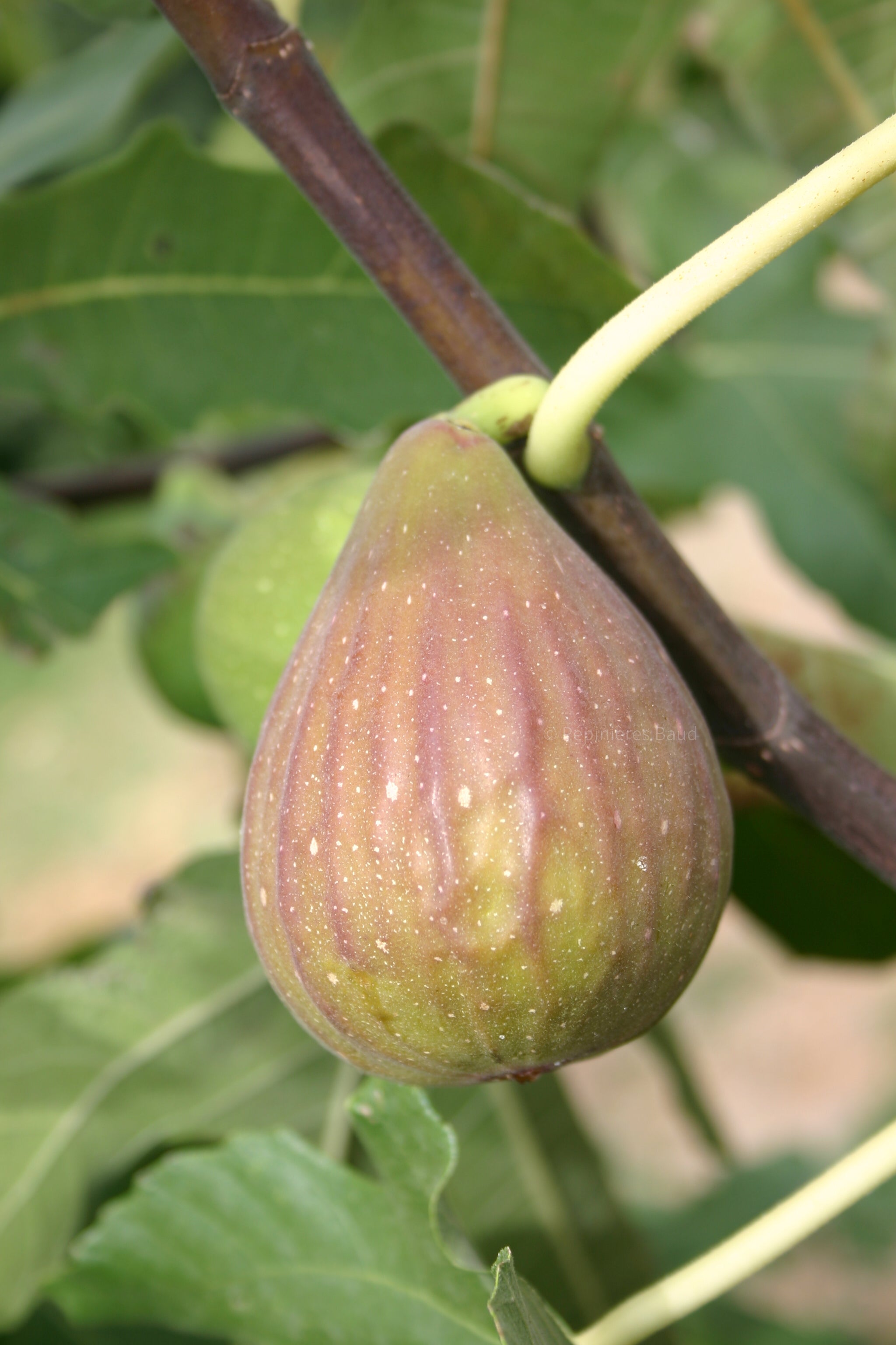 Feigenbaum - Longue d'Aout /Bananenfeige