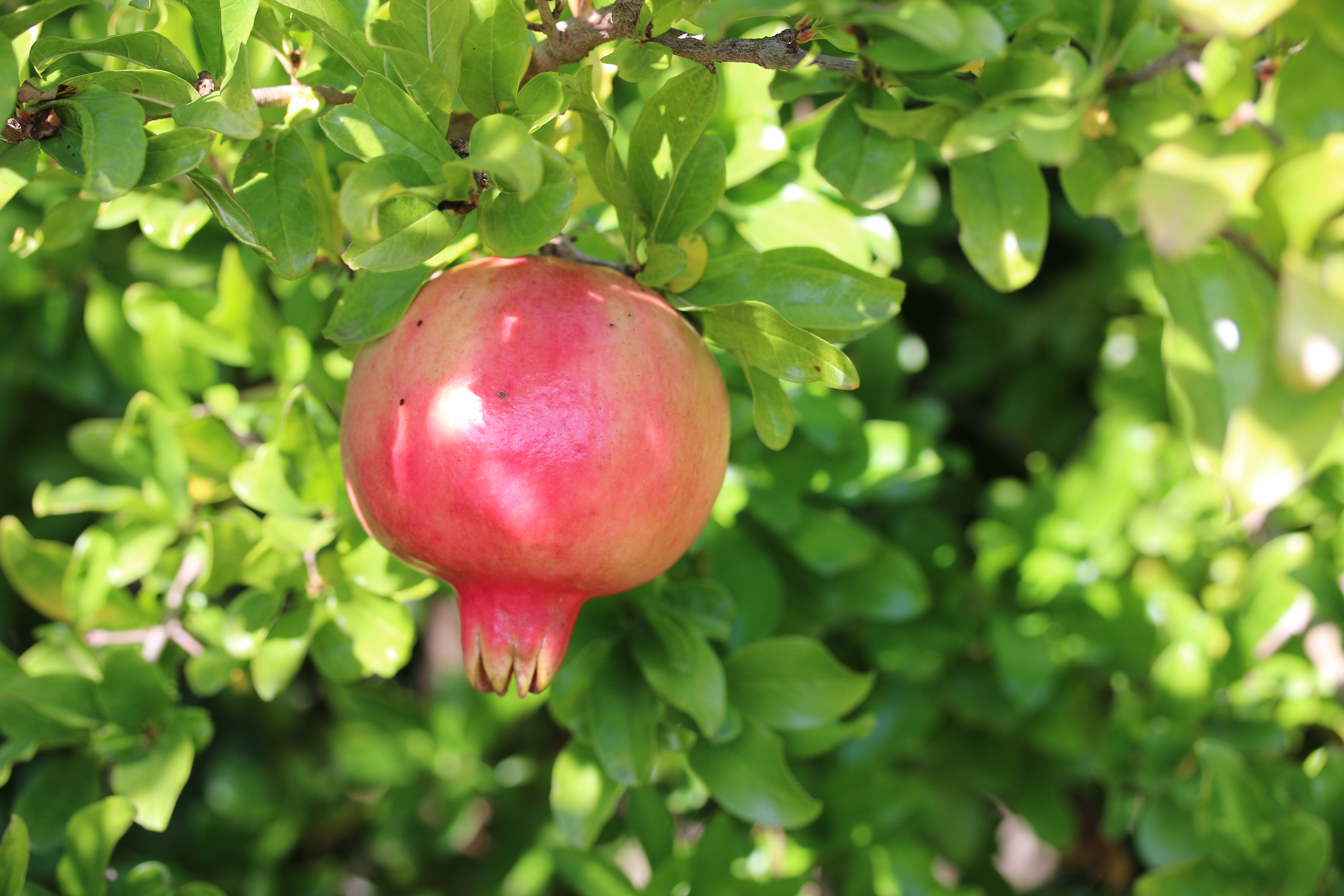 Granatapfelbaum - Provence