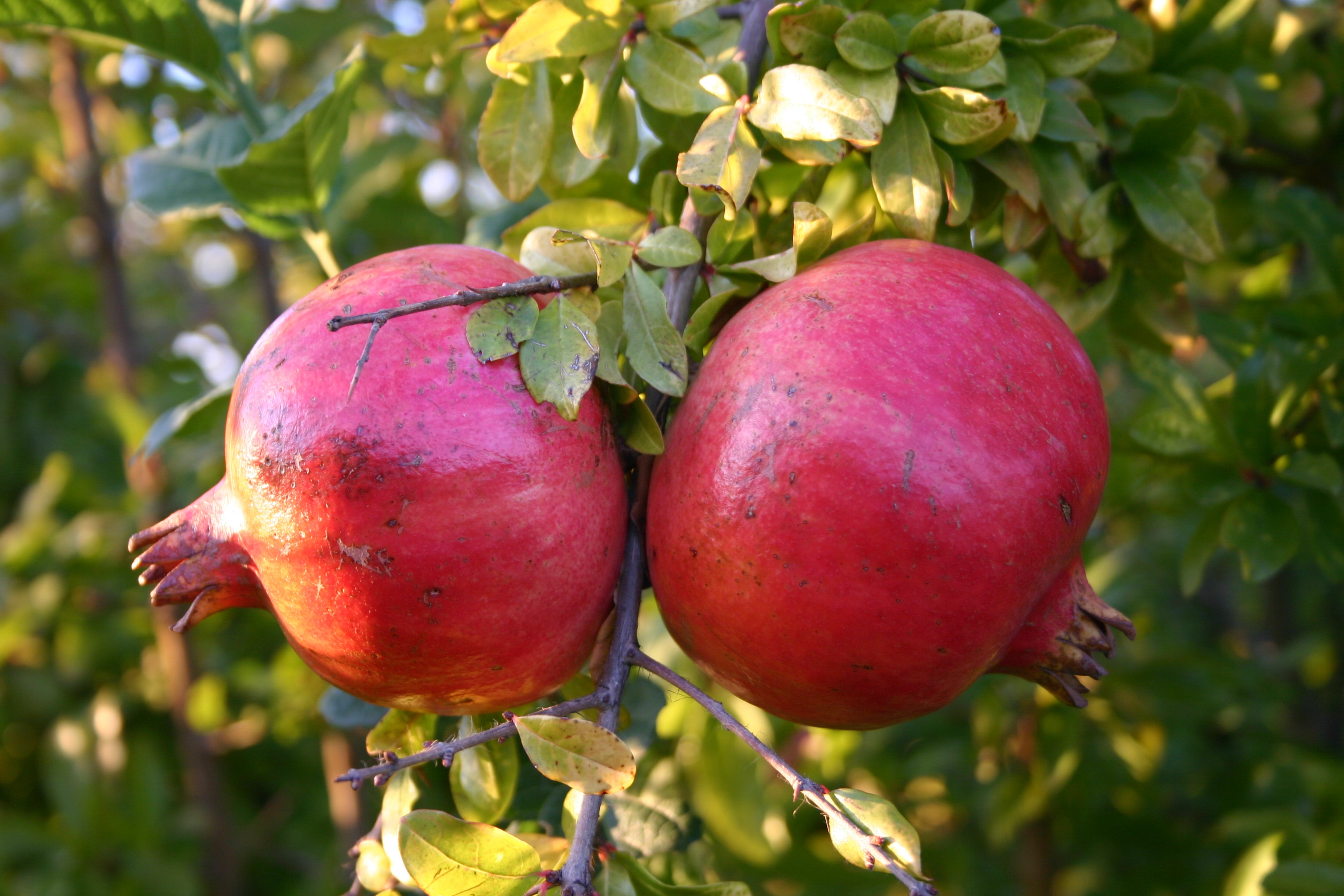 Reife Granatäpfel der Sorte Provence am Granatapfelbaum
