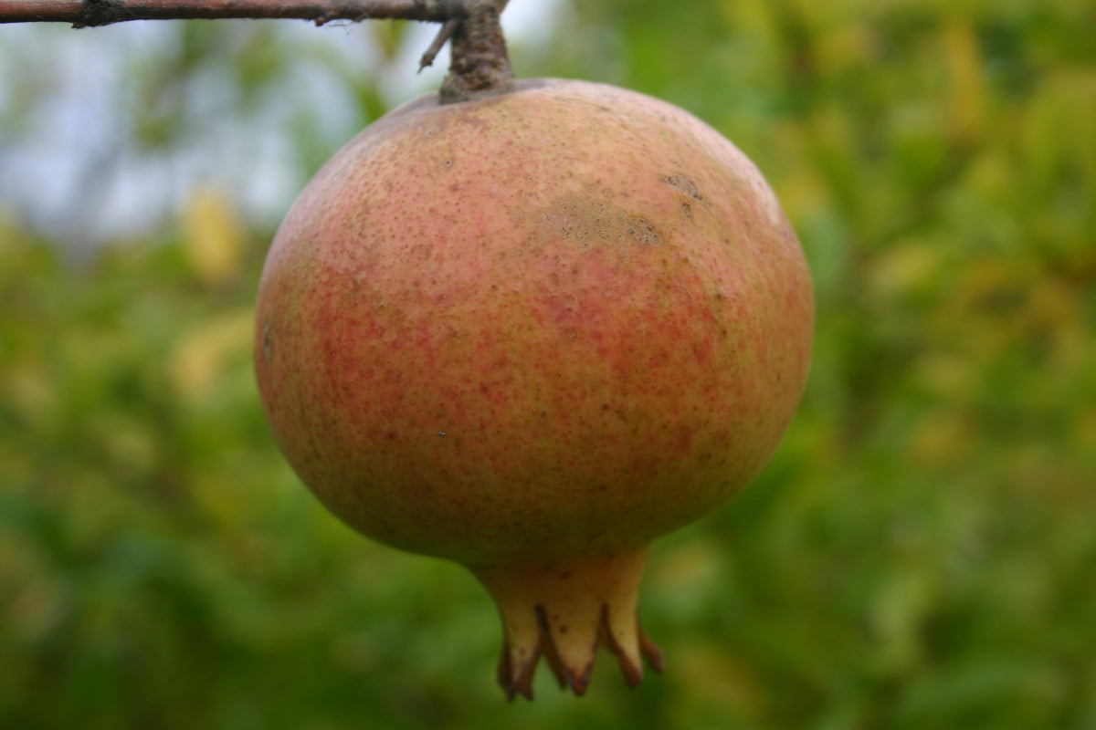 Reifer Granatapfel der Sorte Seedless mit heller rosaroter Schale am Baum