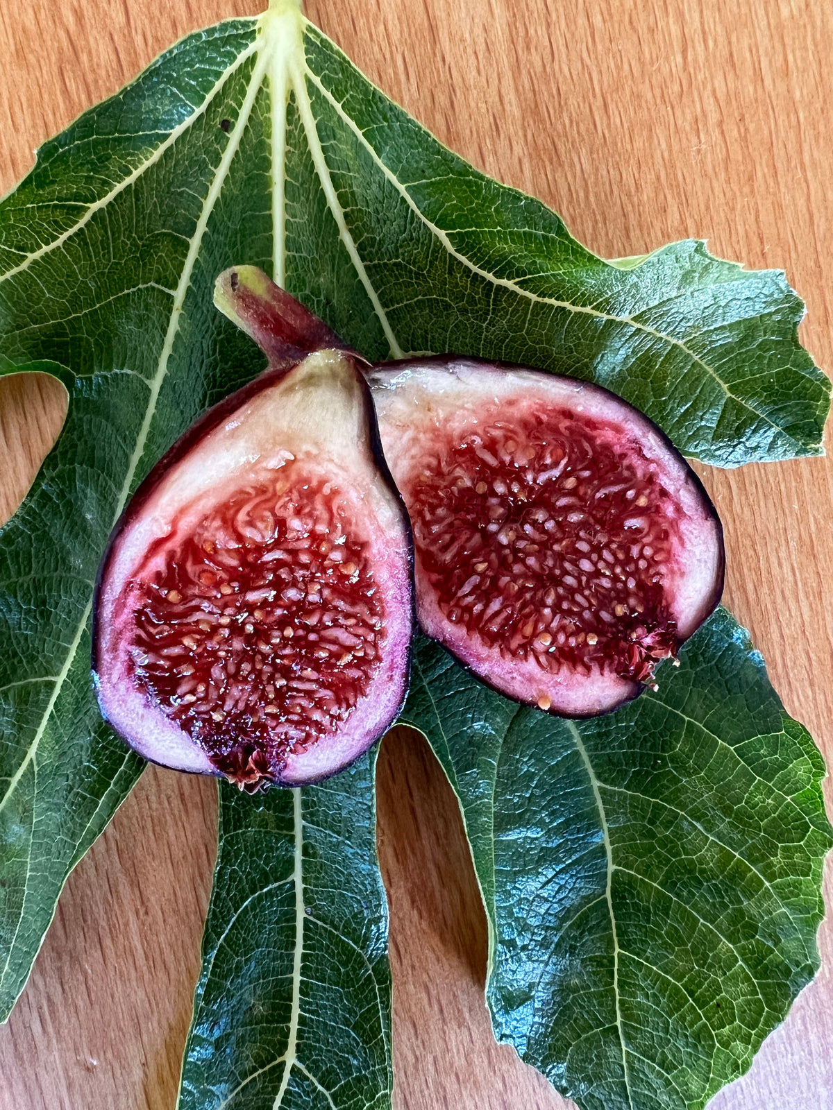 Feigenbaum - Negronne