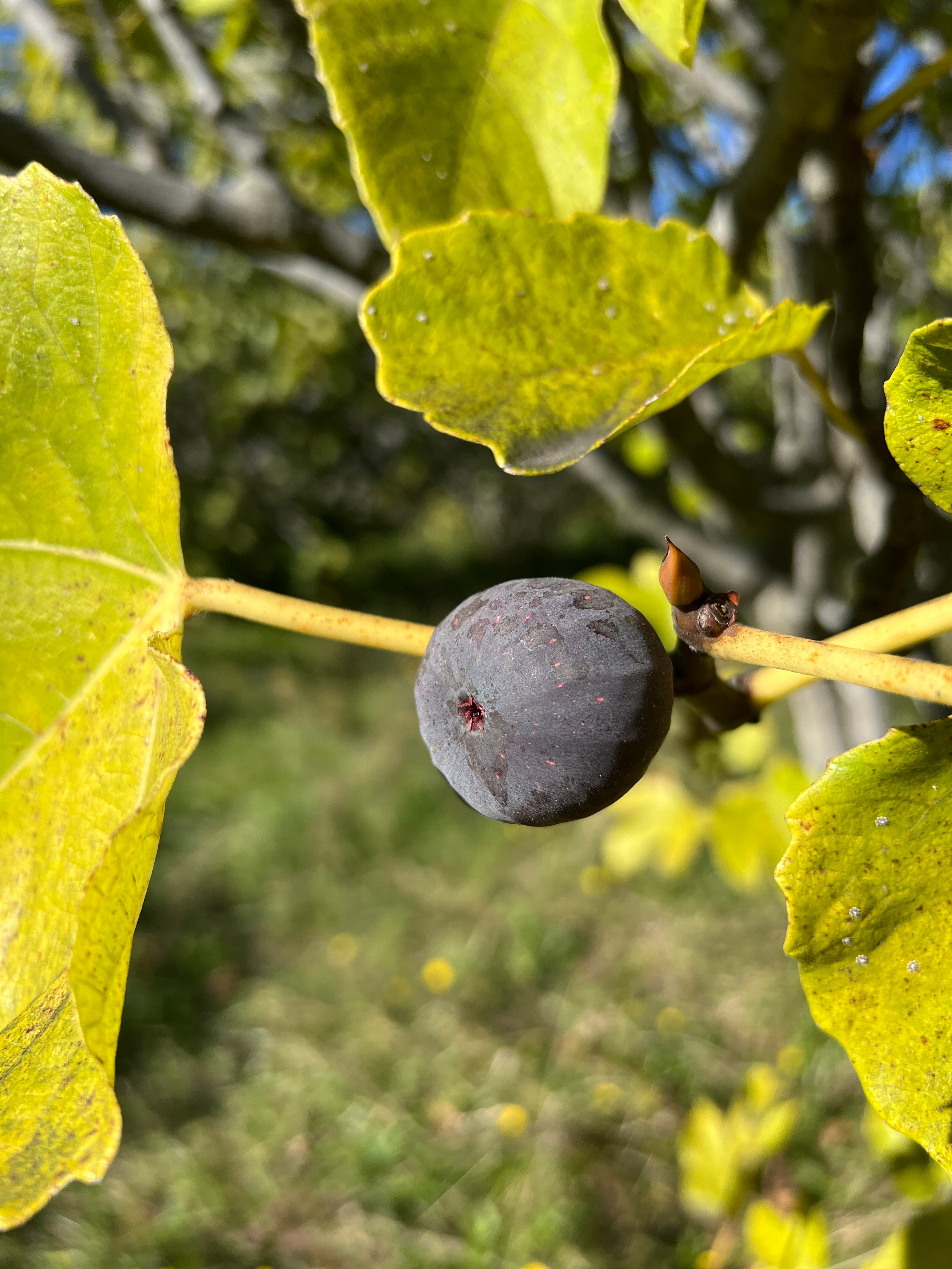 Feigenbaum - Grosse Grise