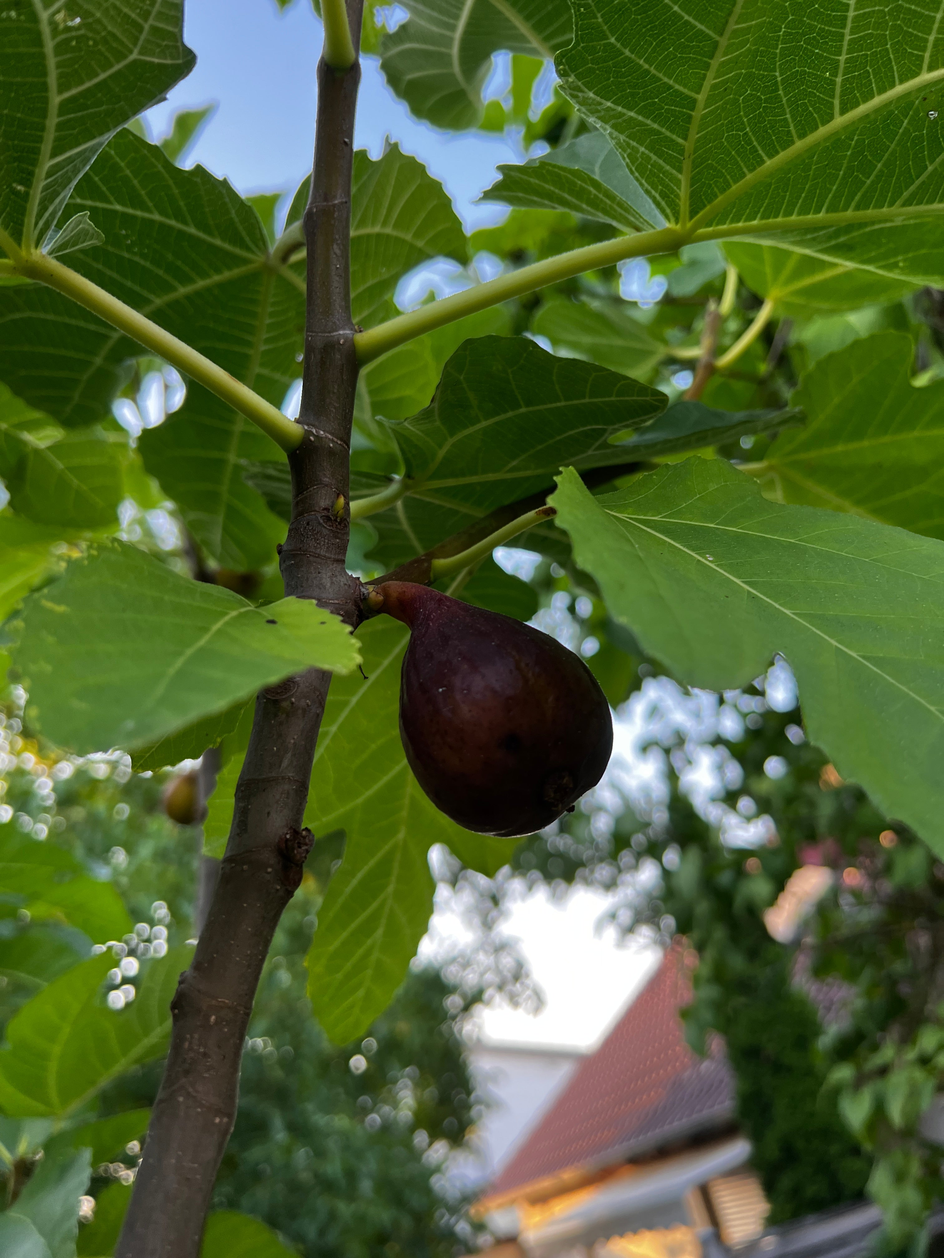 Steckhölzer - Bocksfeige/Caprifig