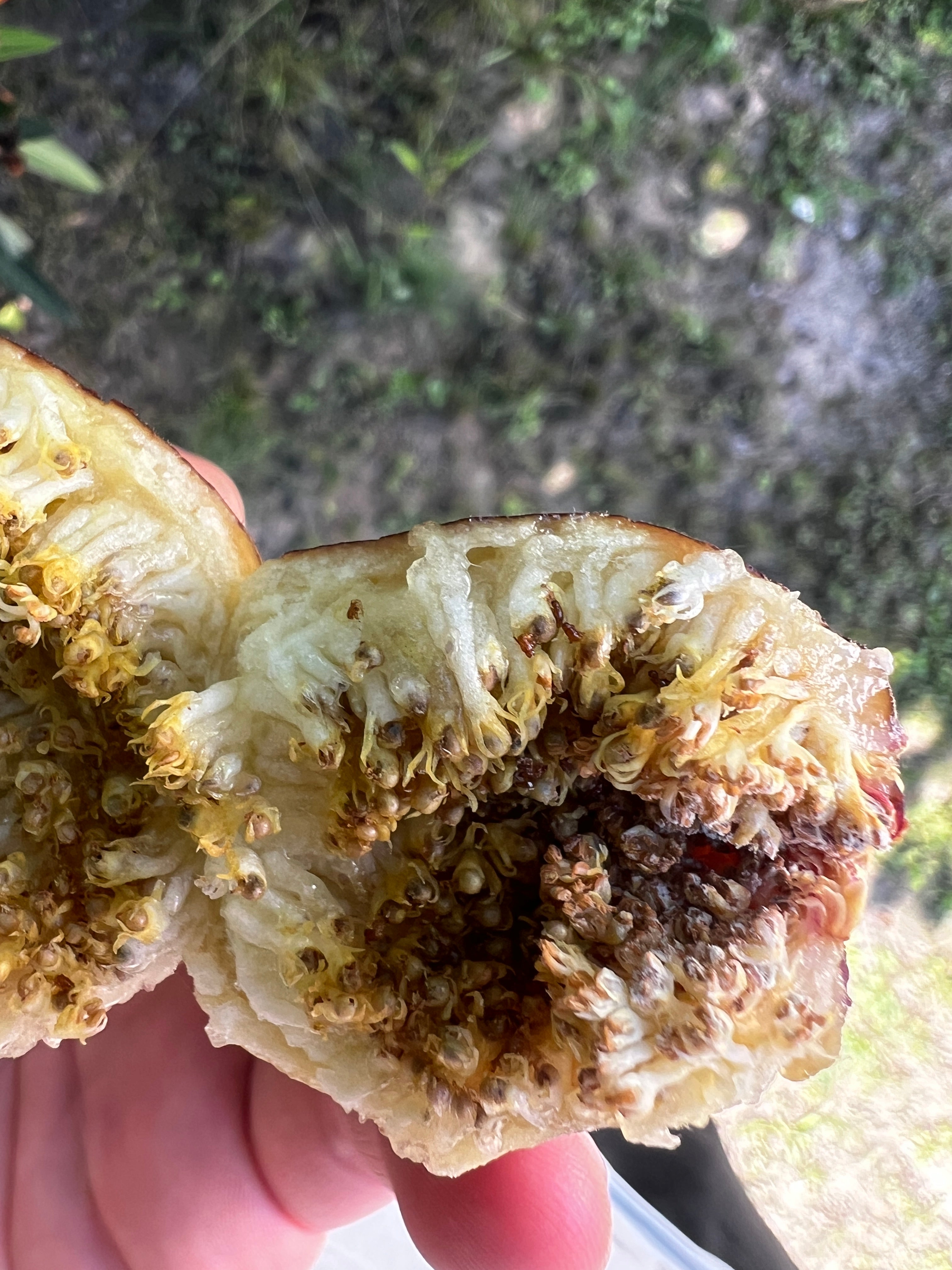 Steckhölzer - Bocksfeige/Caprifig