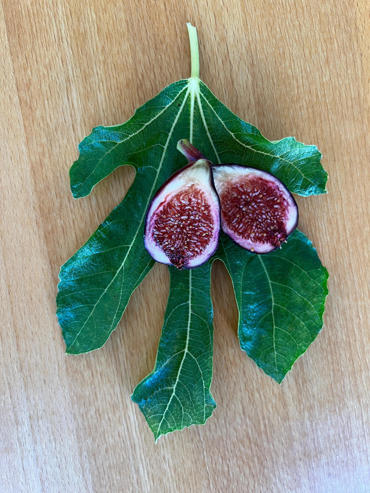 Feigenbaum - Negronne