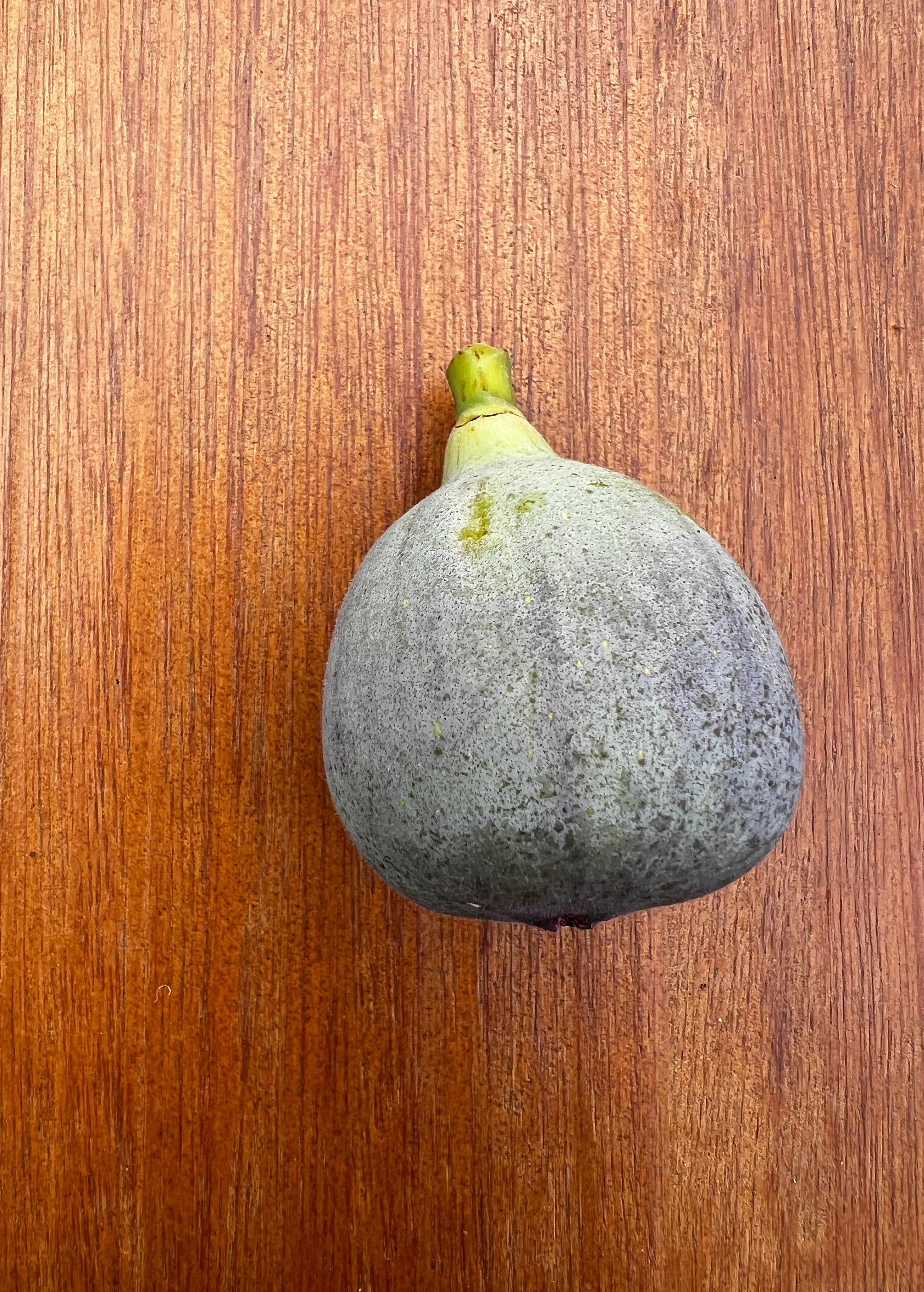 Feigenbaum - Grise de Saint-Jean