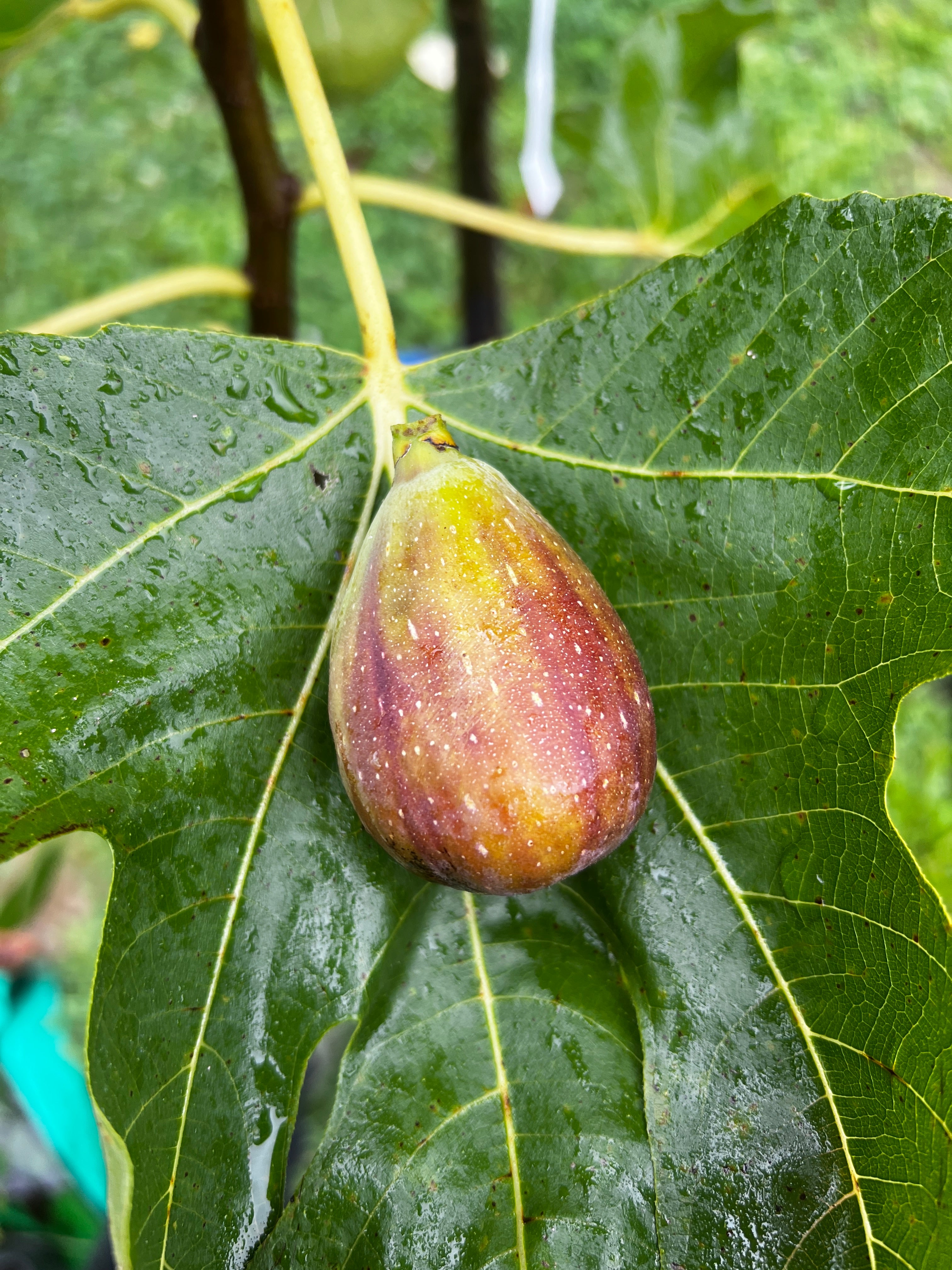 Feigenbaum - Dorée