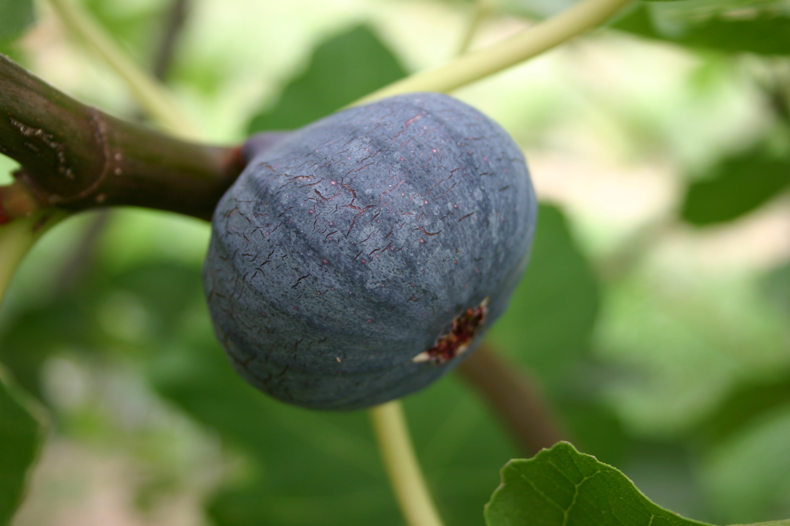 Feigenbaum - Violette de Sollies/Bourjasotte Noire