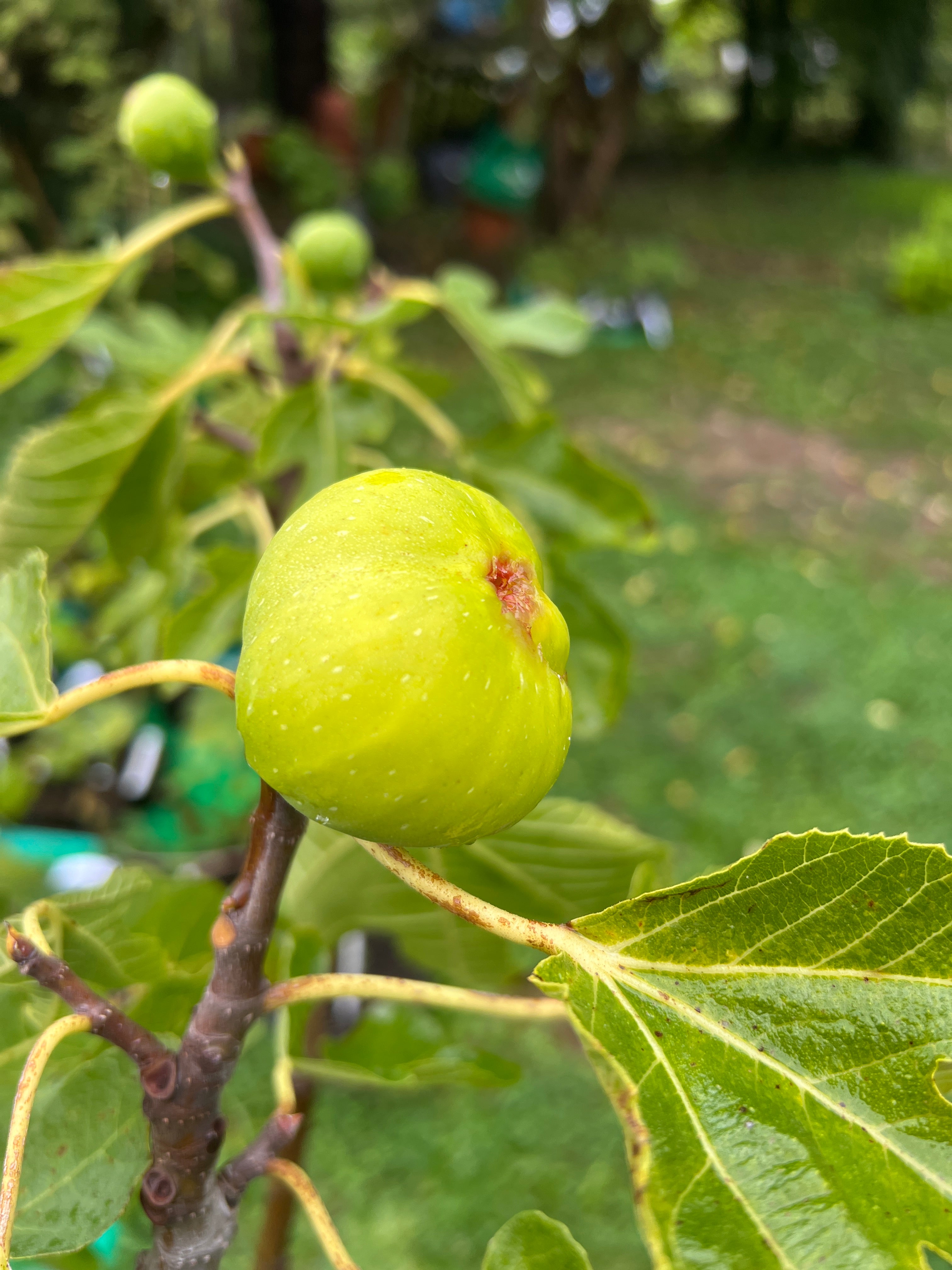 Feigenbaum - Tena