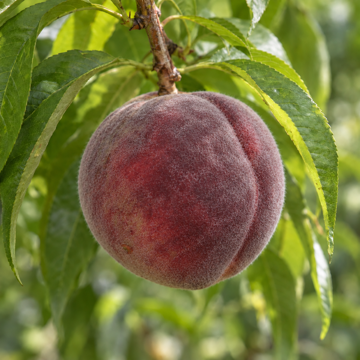 Pfirsich - Roter Weinbergpfirsich