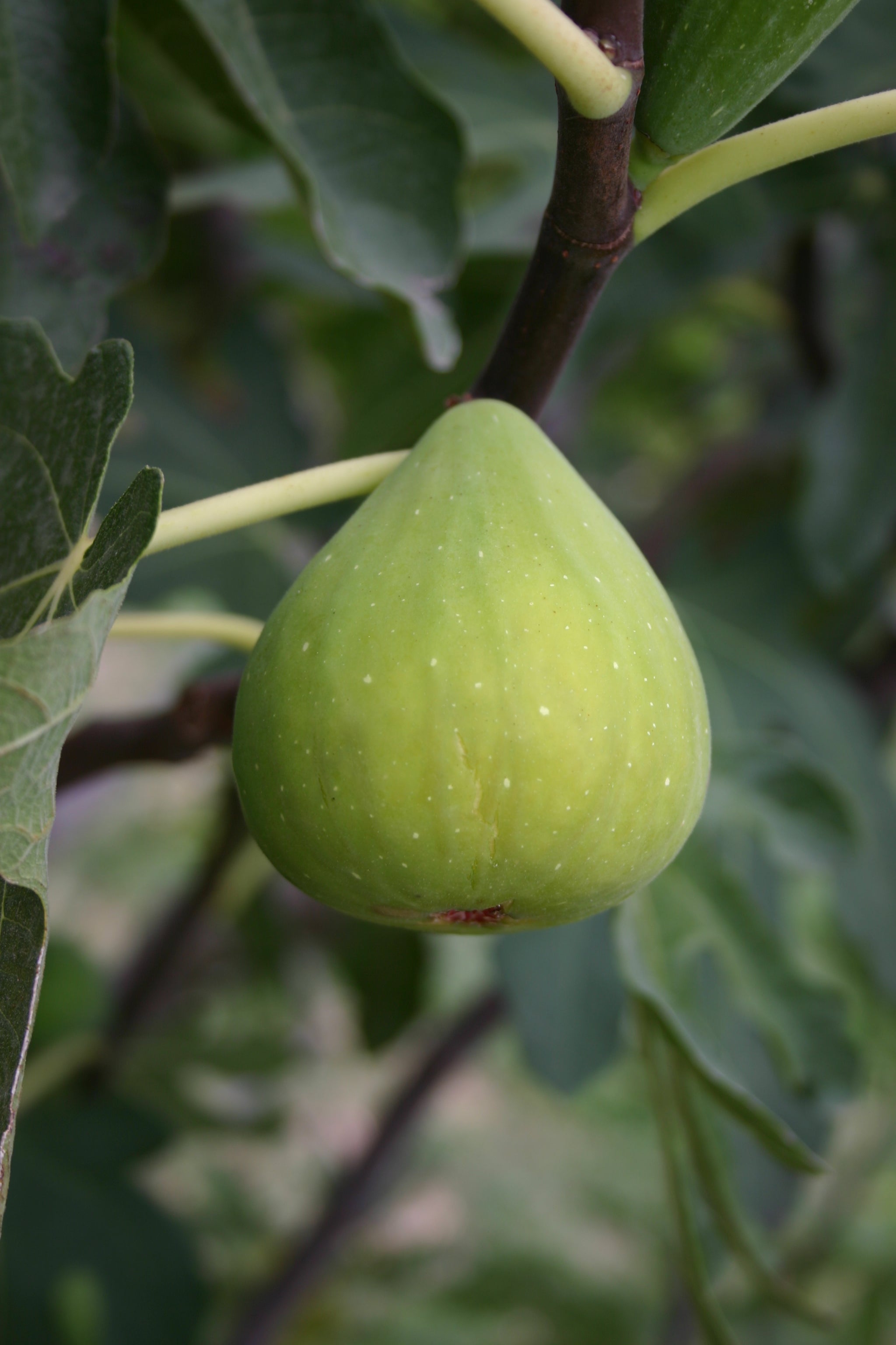 Feigenbaum - Dalmatie