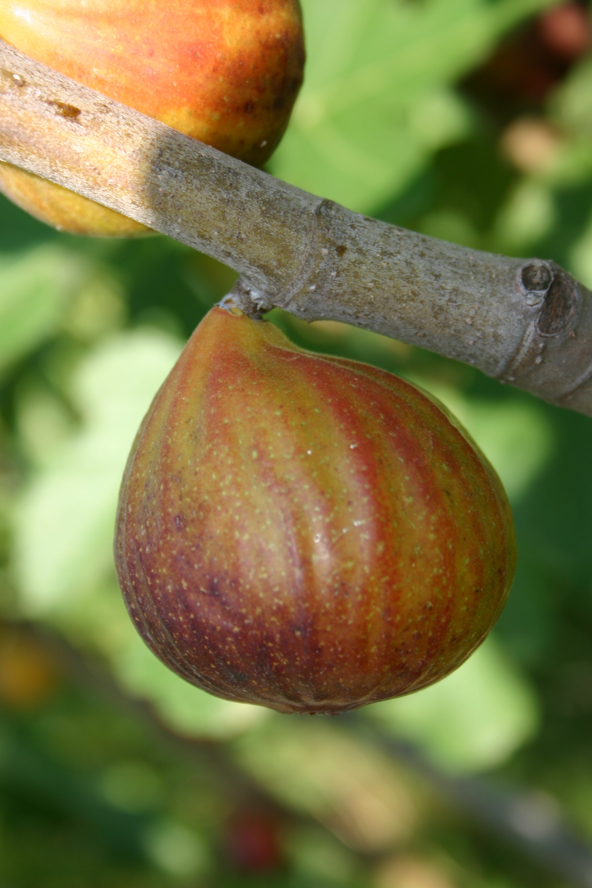 Reife Herbstfeige der Sorte Dauphine mit rötlich-gelber Schale am Feigenbaum