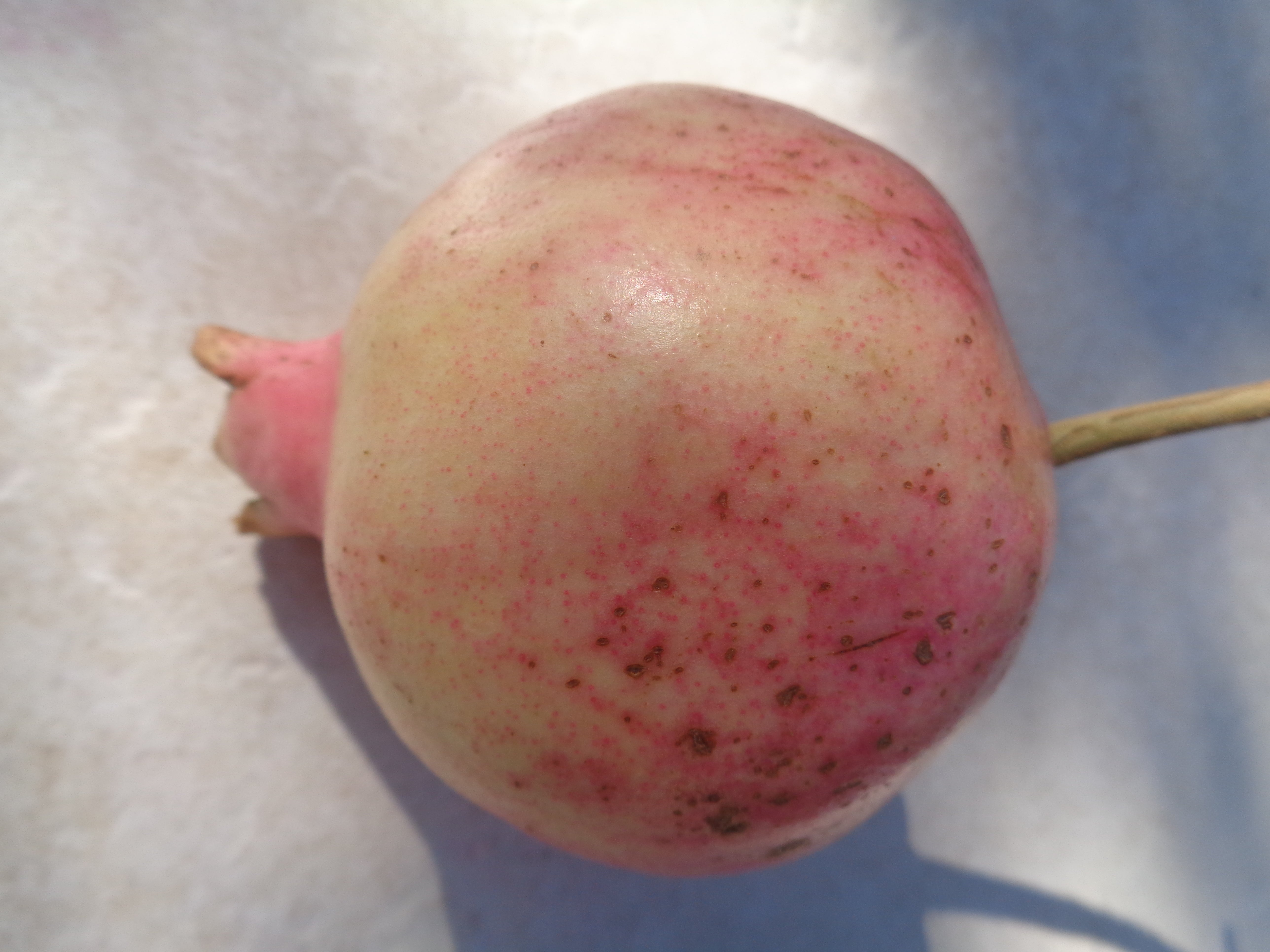 Granatapfel der Sorte Gissarski Rosayi mit heller rosa-roter Schale