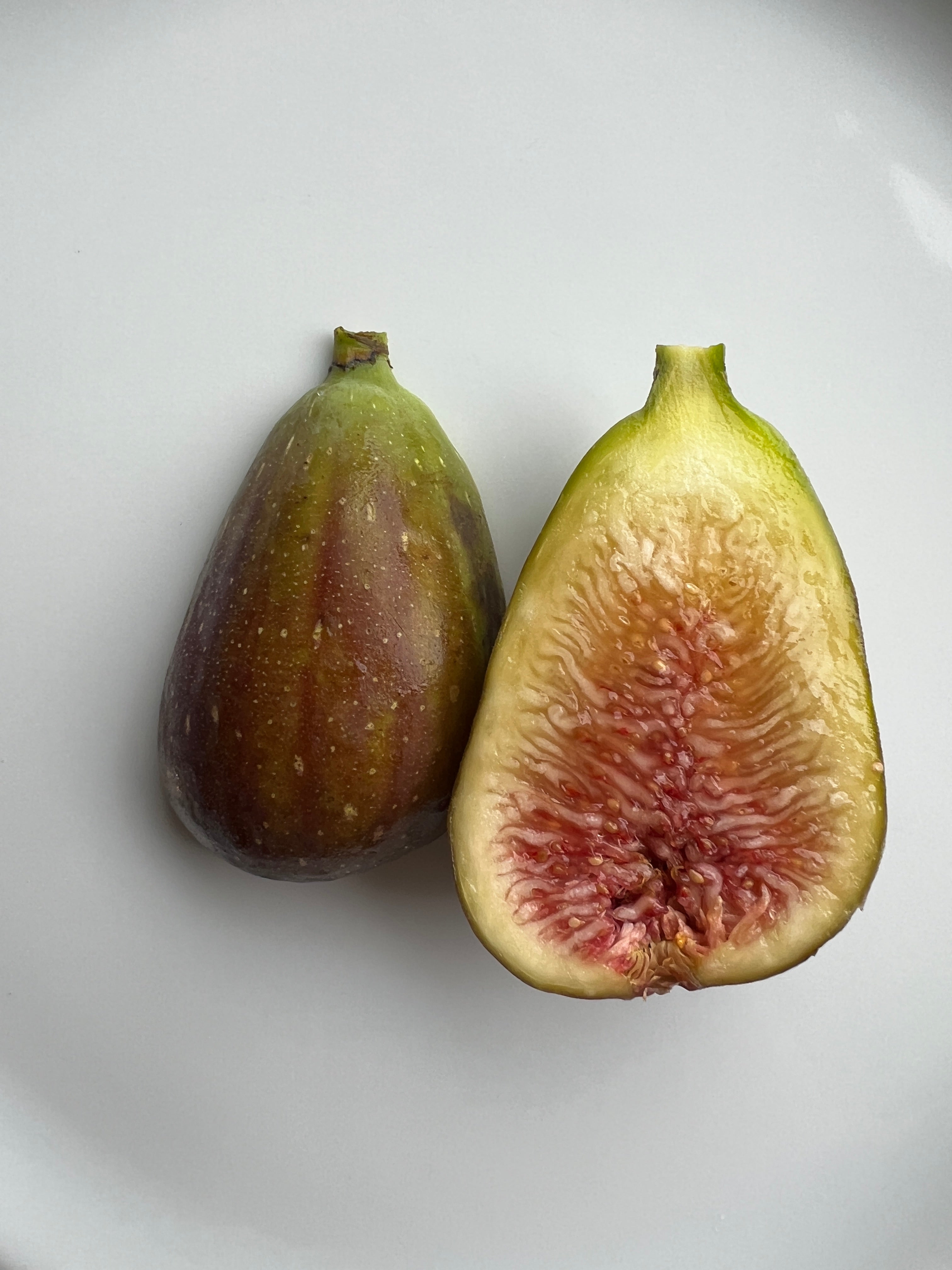 Feigenbaum - Dorée