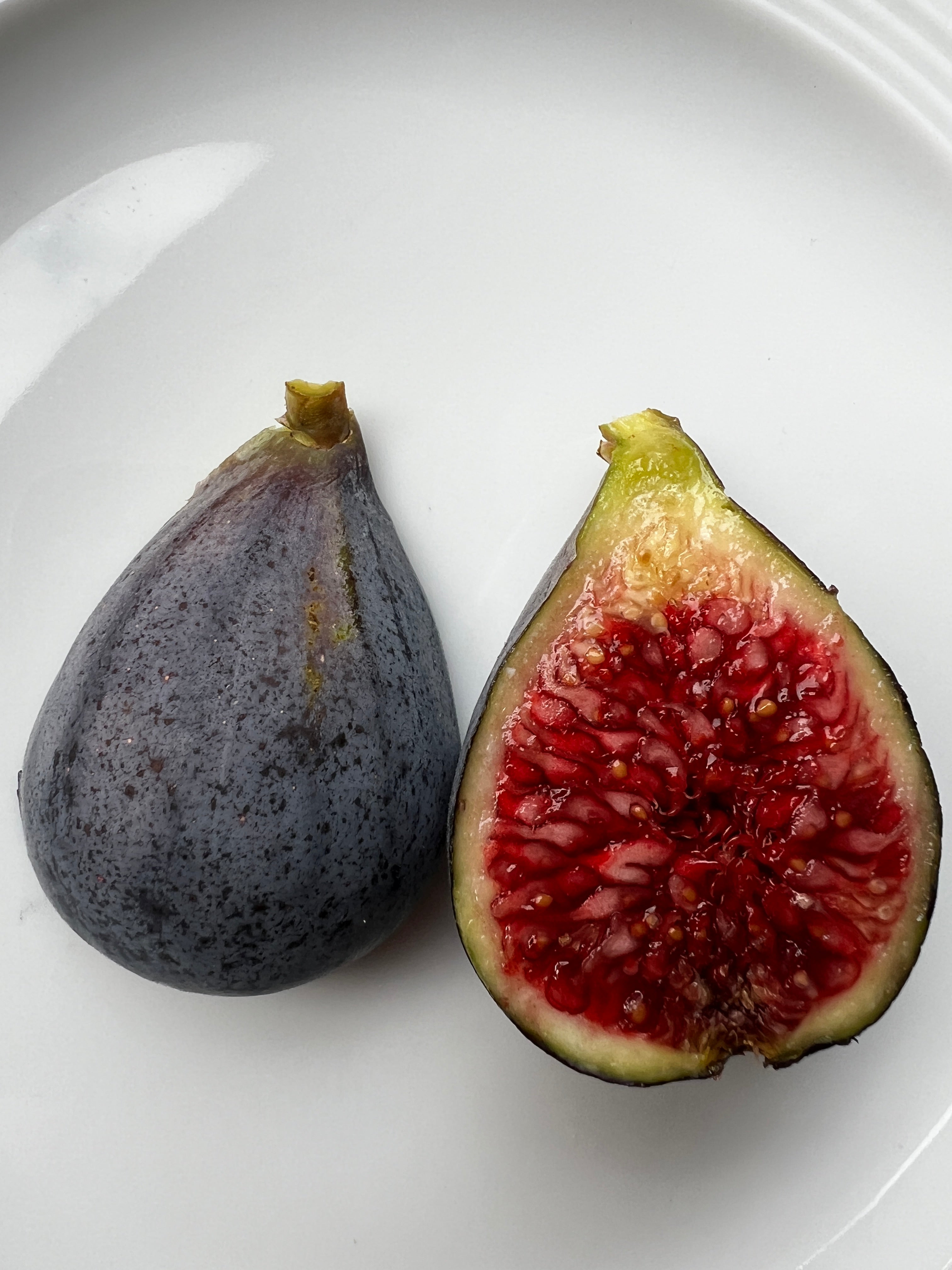 Feigenbaum - Sultane