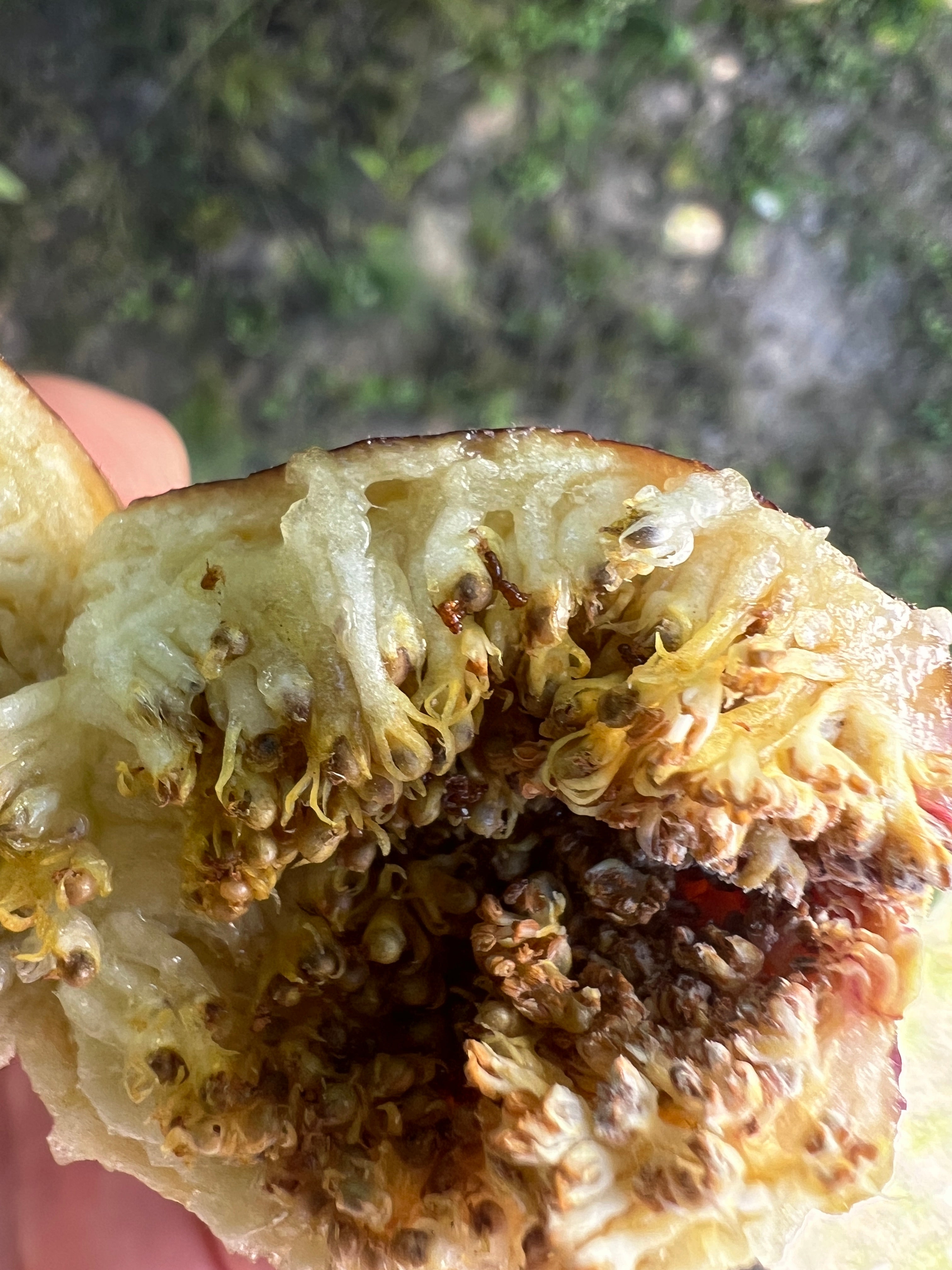 Steckhölzer - Bocksfeige/Caprifig