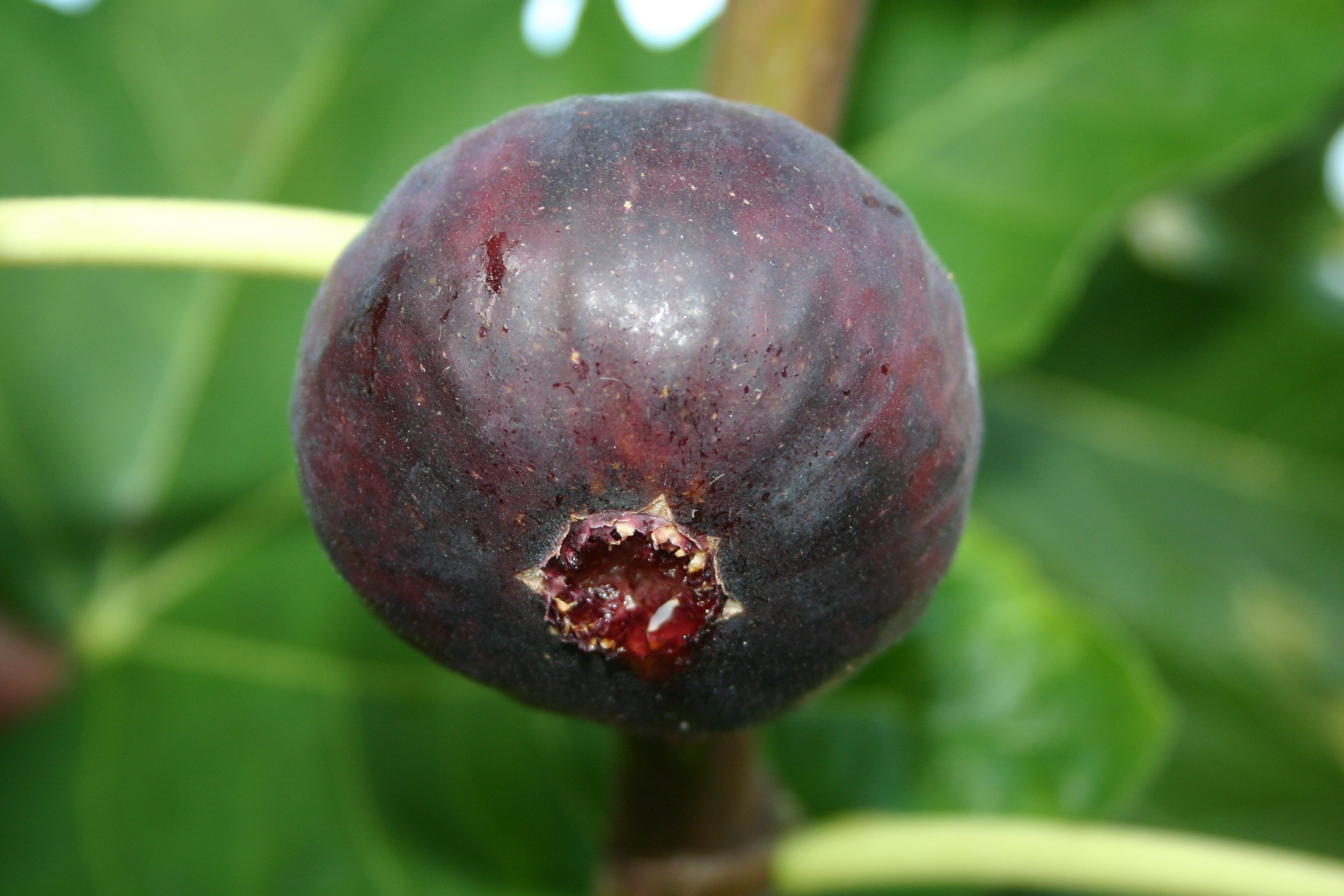 Feigenbaum - Dauphine