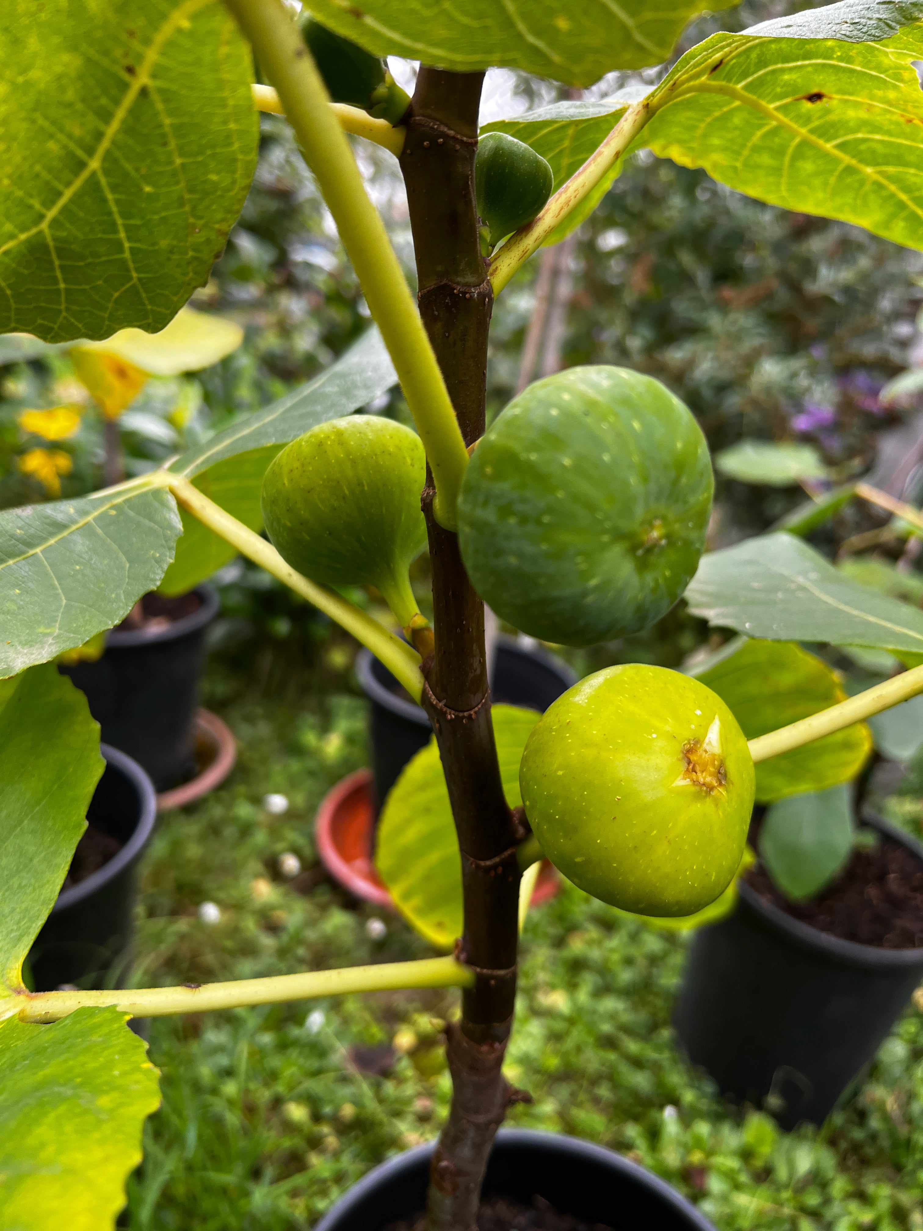 Feigenbaum - Sucre Vert/Mussega