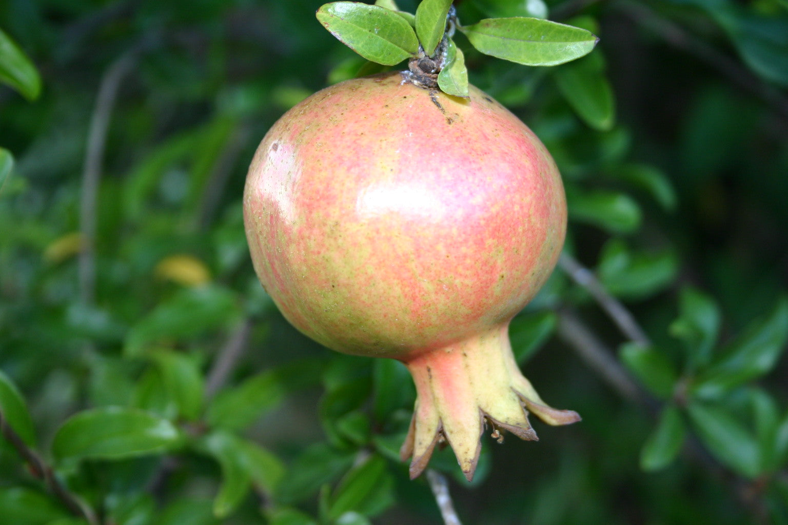 Granatapfel - Kabylie