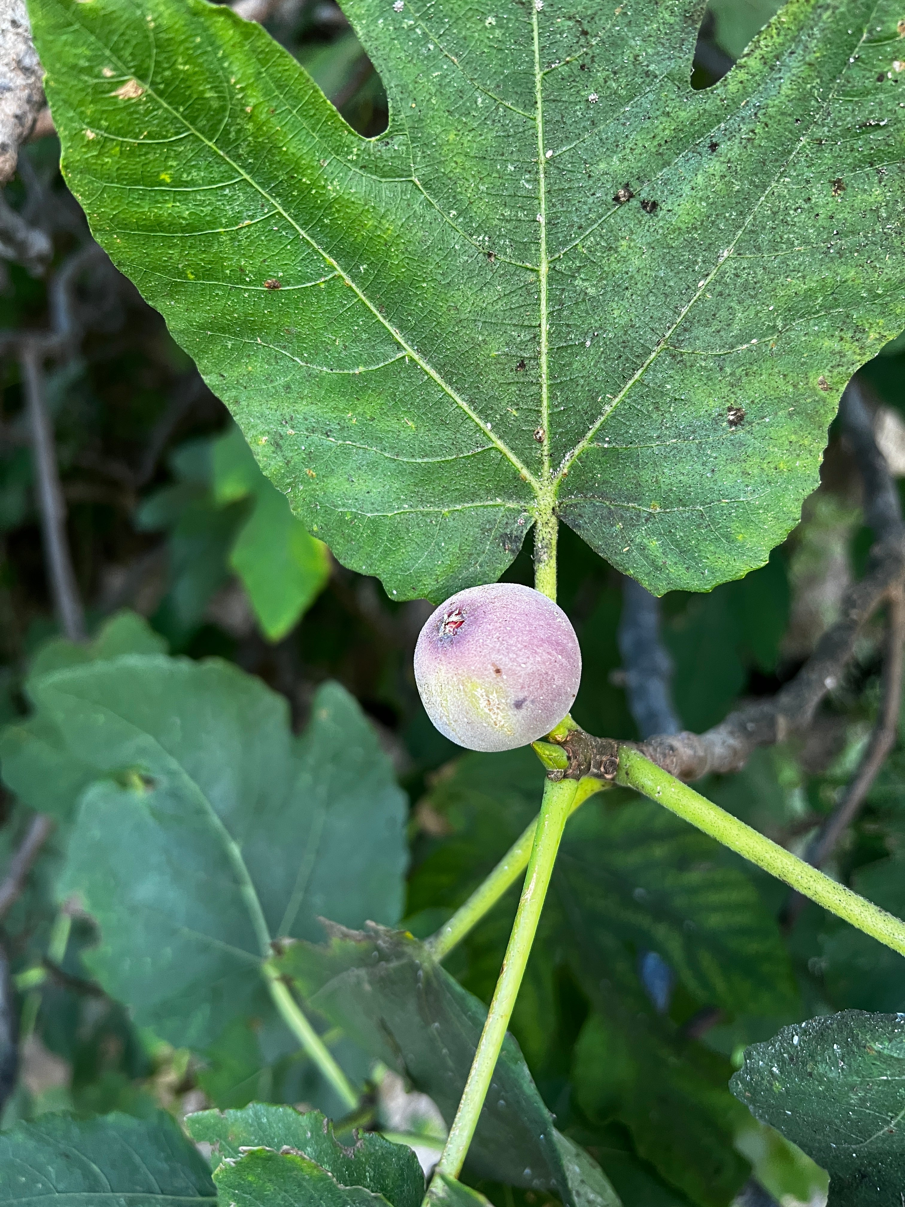 Feigenbaum - Vesanière