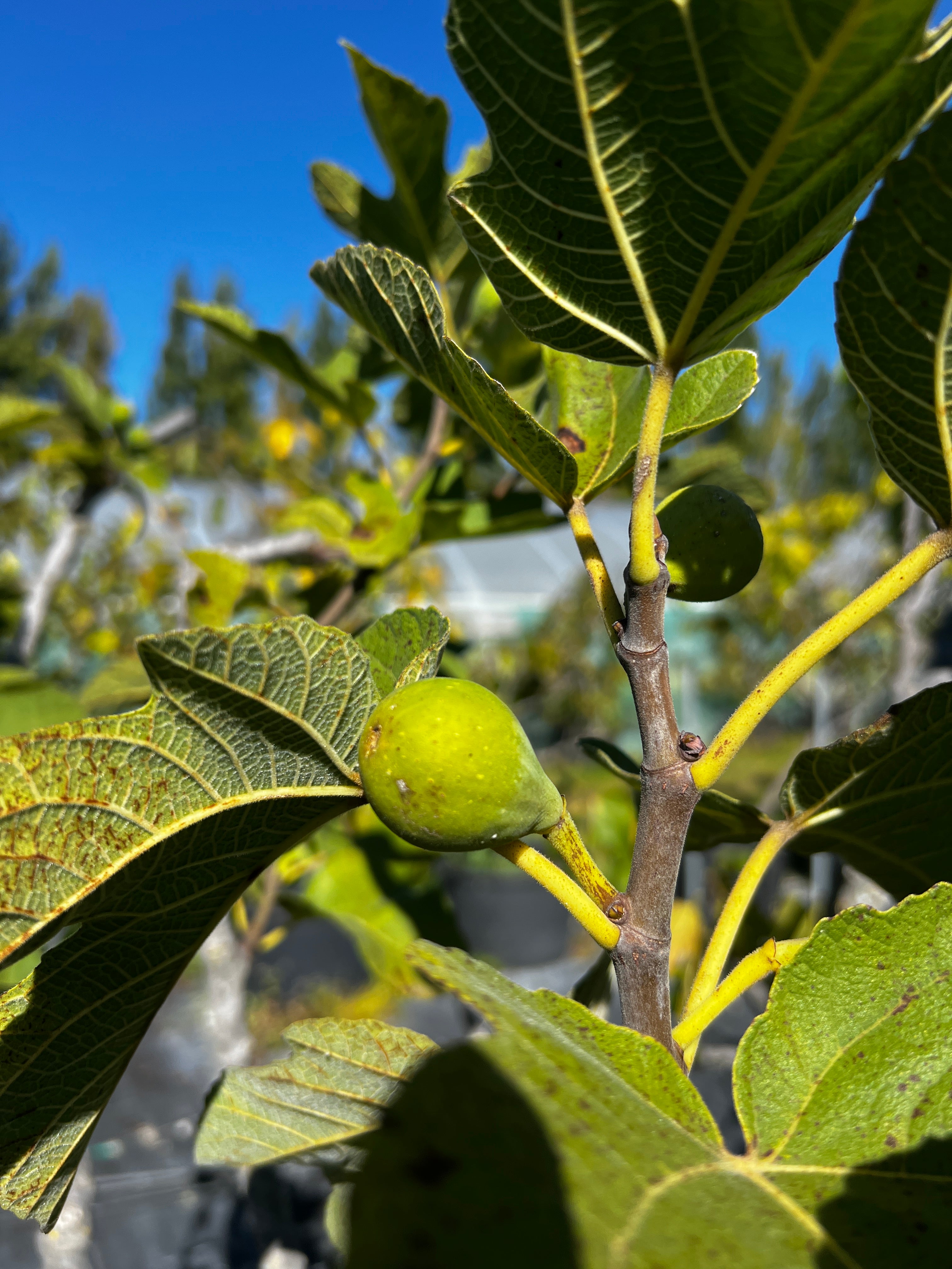 Feigenbaum - Verdolino