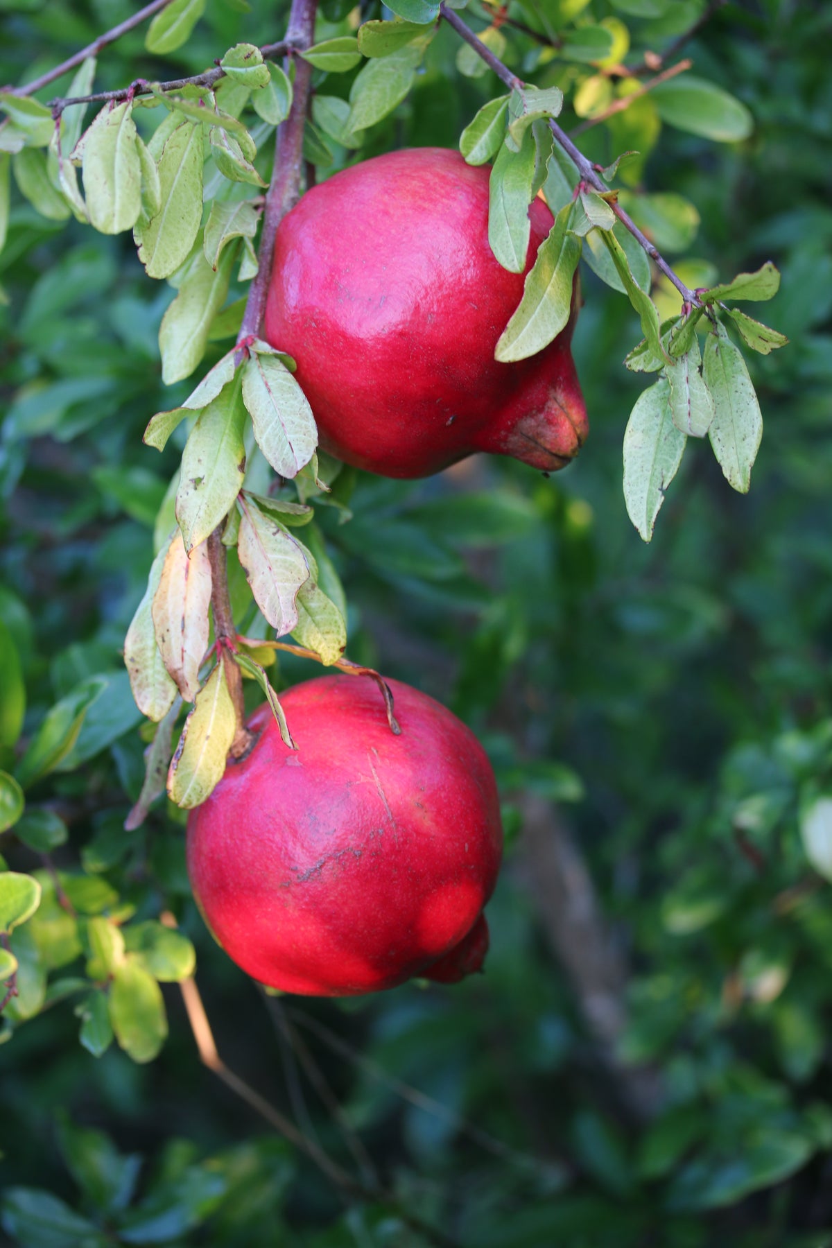 Reife rote Granatäpfel der Sorte Shami am Granatapfelbaum