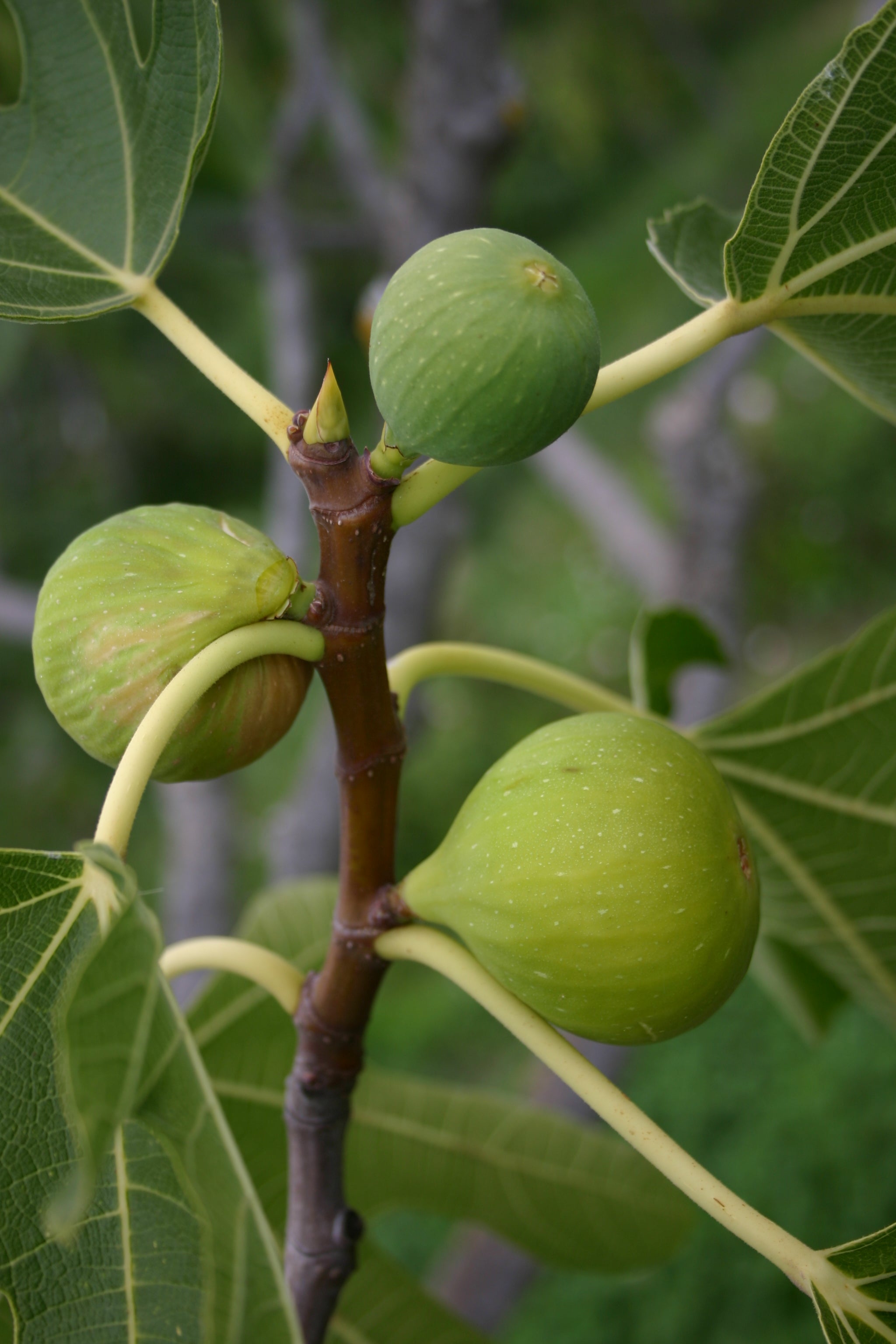 Feigenbaum - Tena